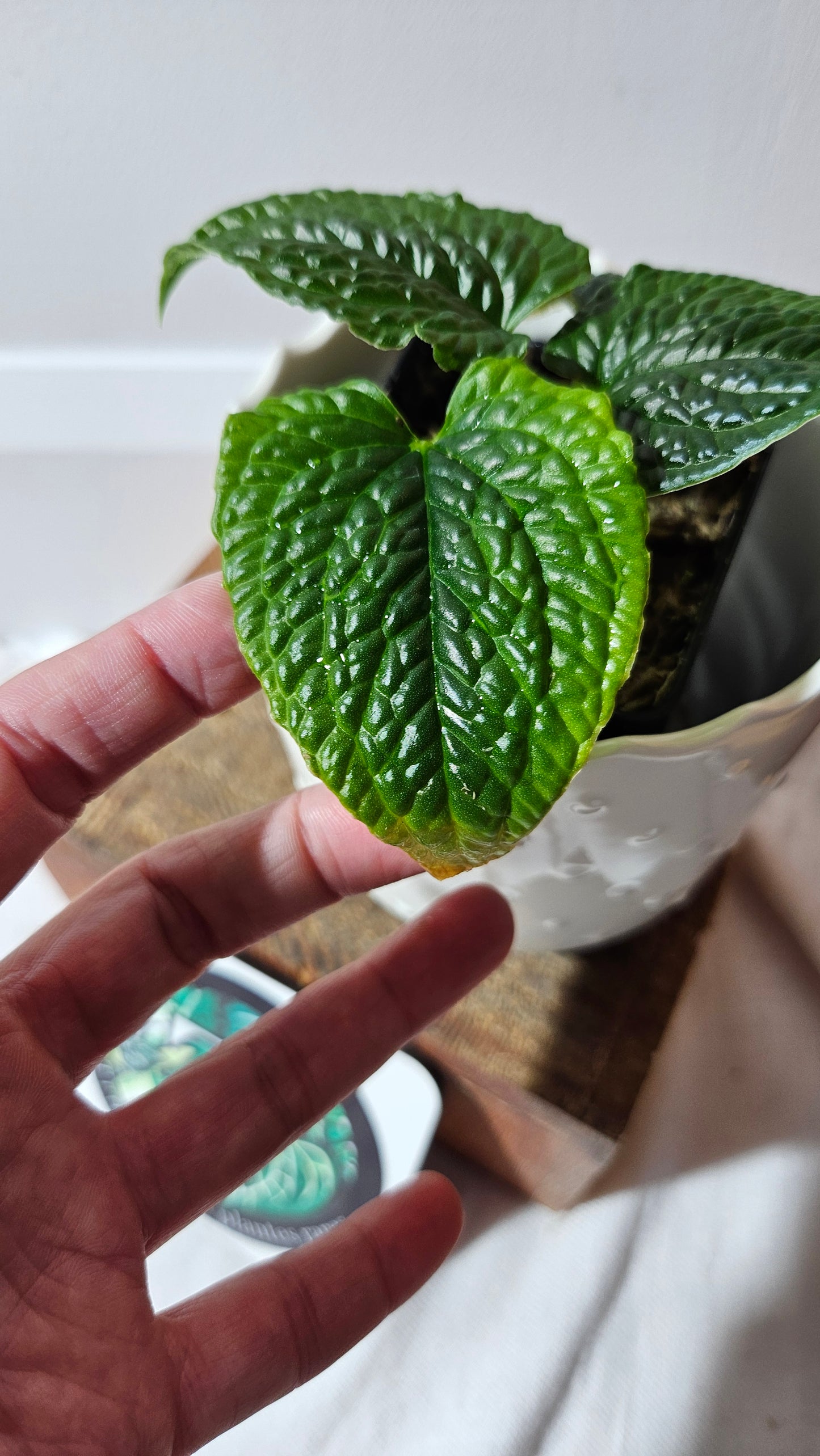 Anthurium Splendidum "format PETIT" (ANT-459)
