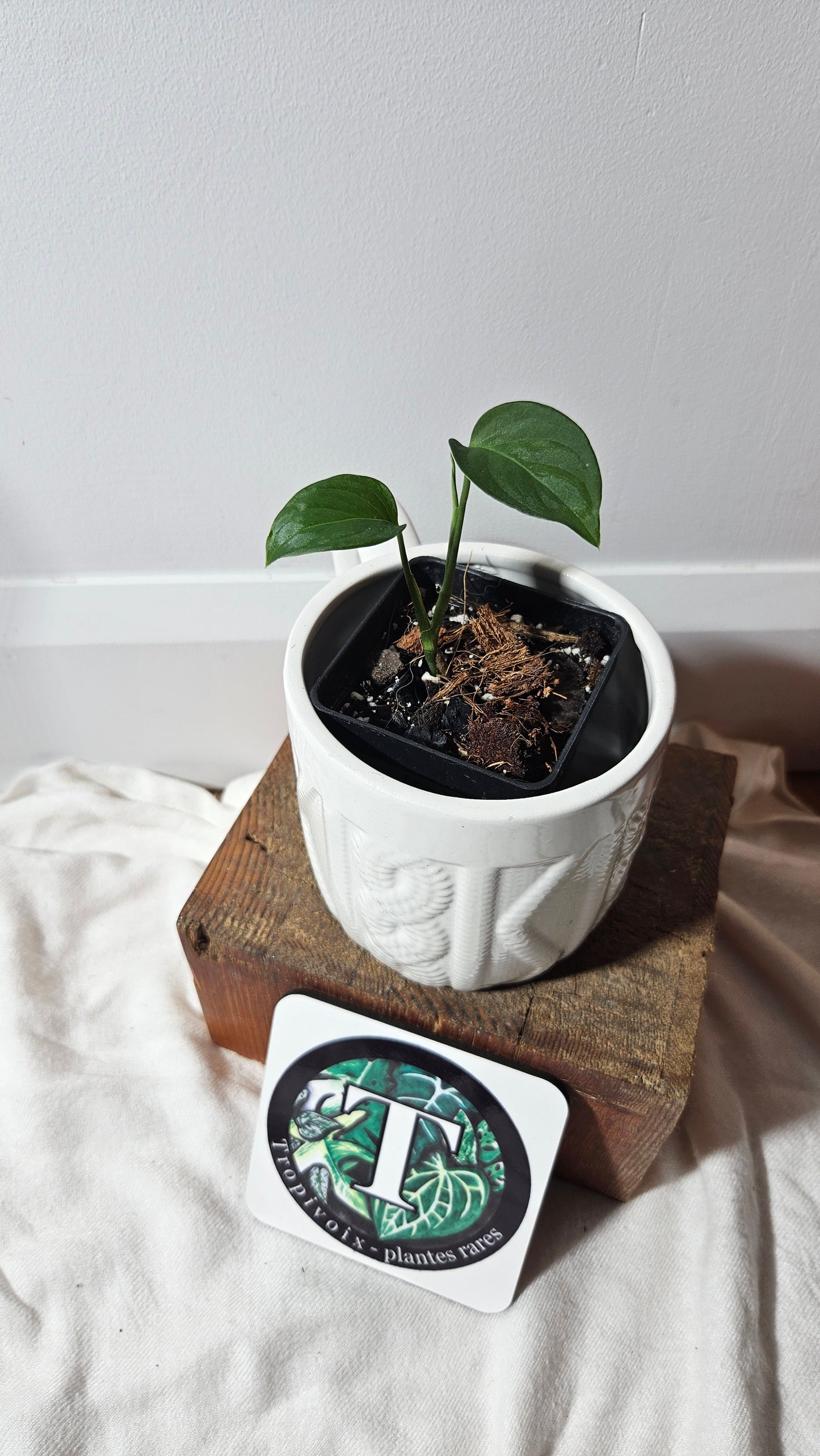 Monstera Obliqua Aff Indanza (MON-284)