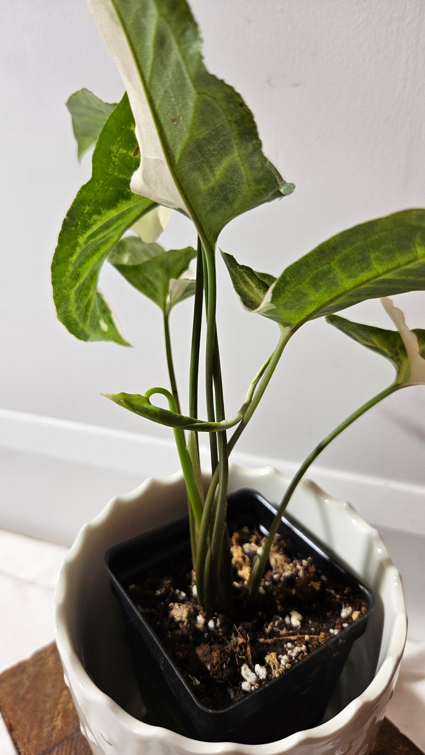 Syngonium T25 (SYN-430)