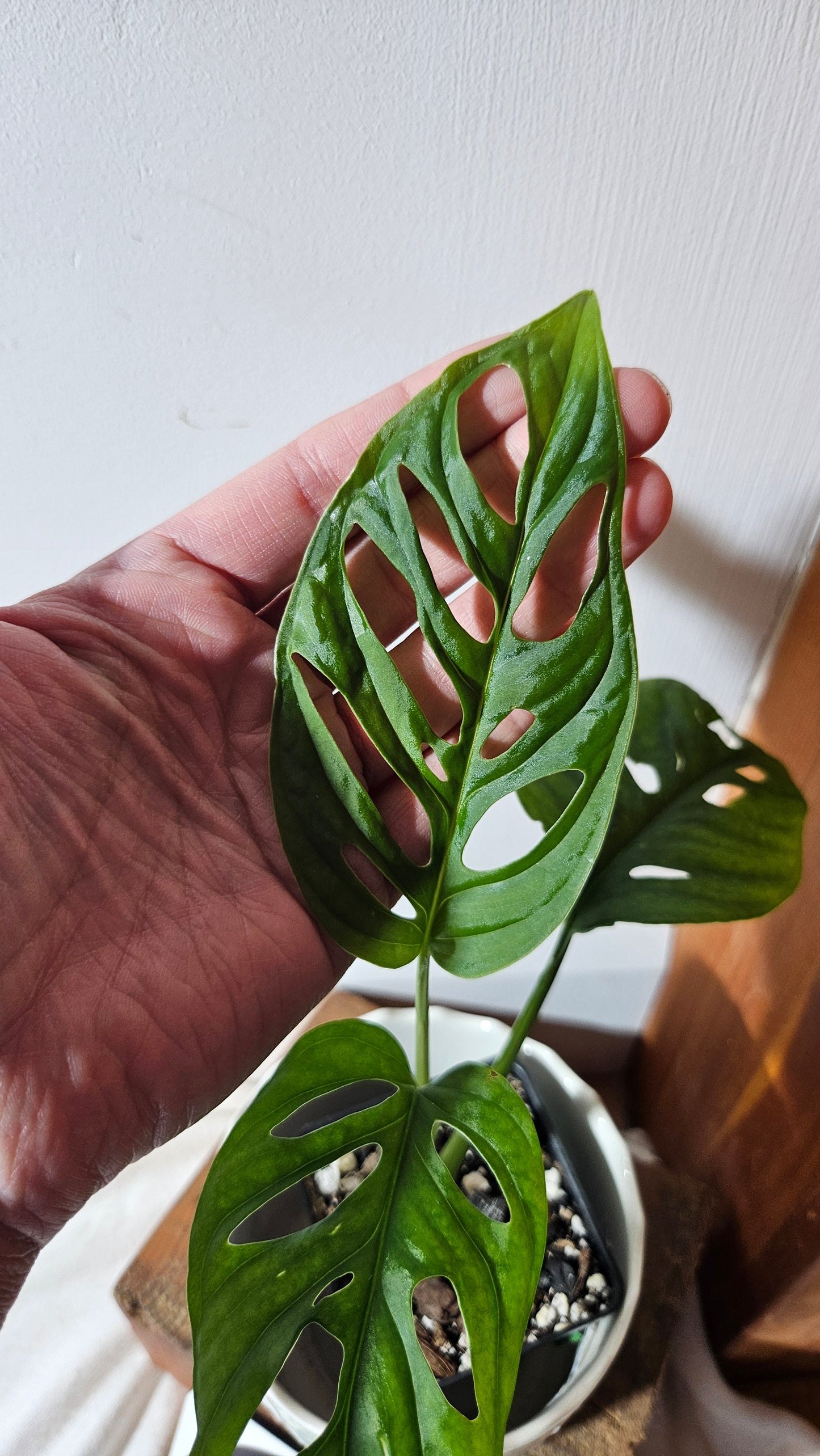 Monstera Laniata (MON-400)