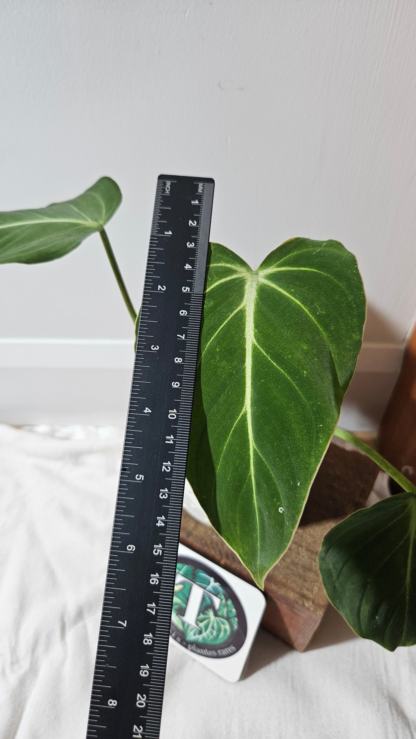 Philodendron Gloriosum x Plowmanii (PHI-926)