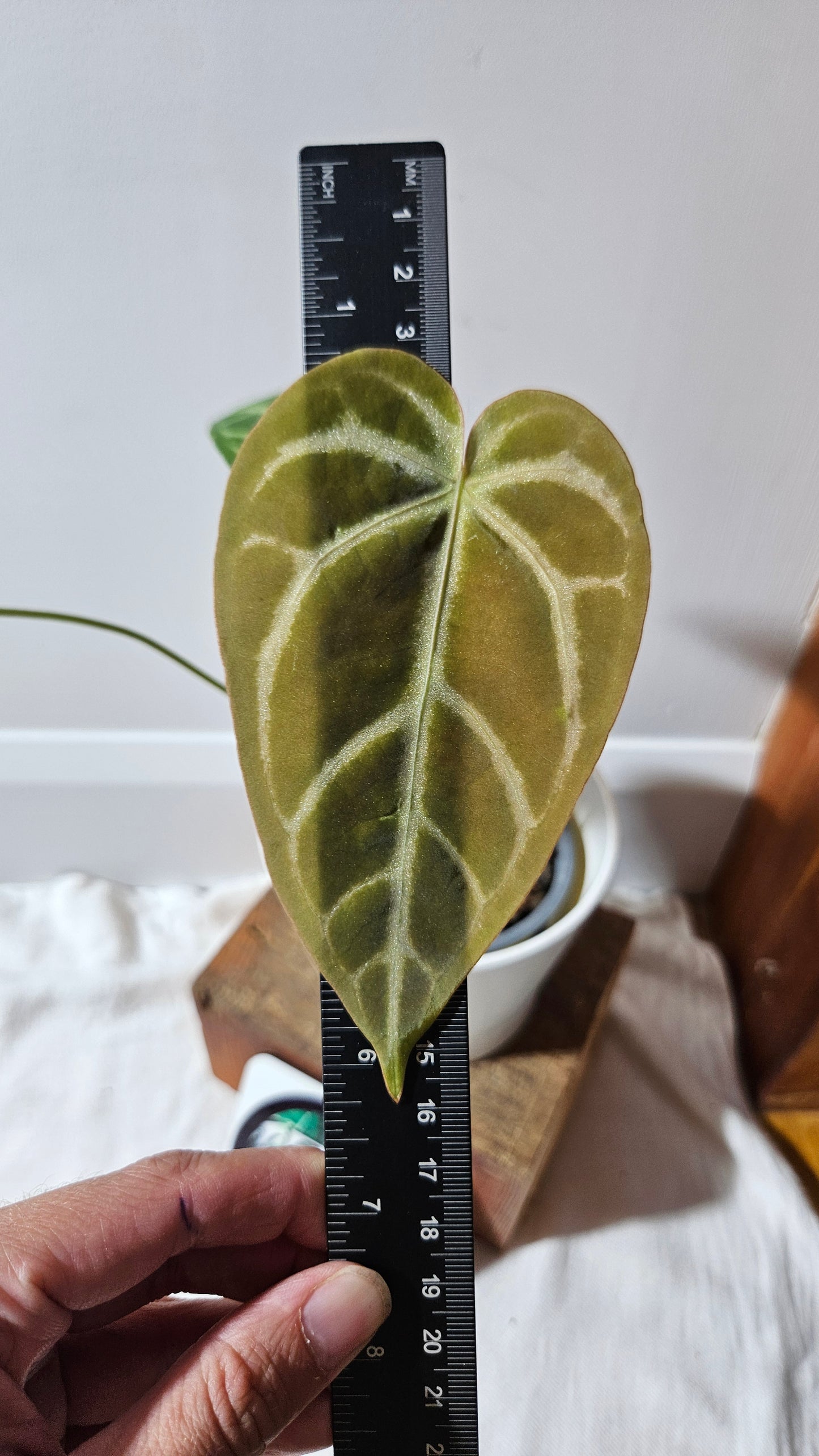Anthurium Magnificum (équateur) "format MOYEN"(ANT-530)