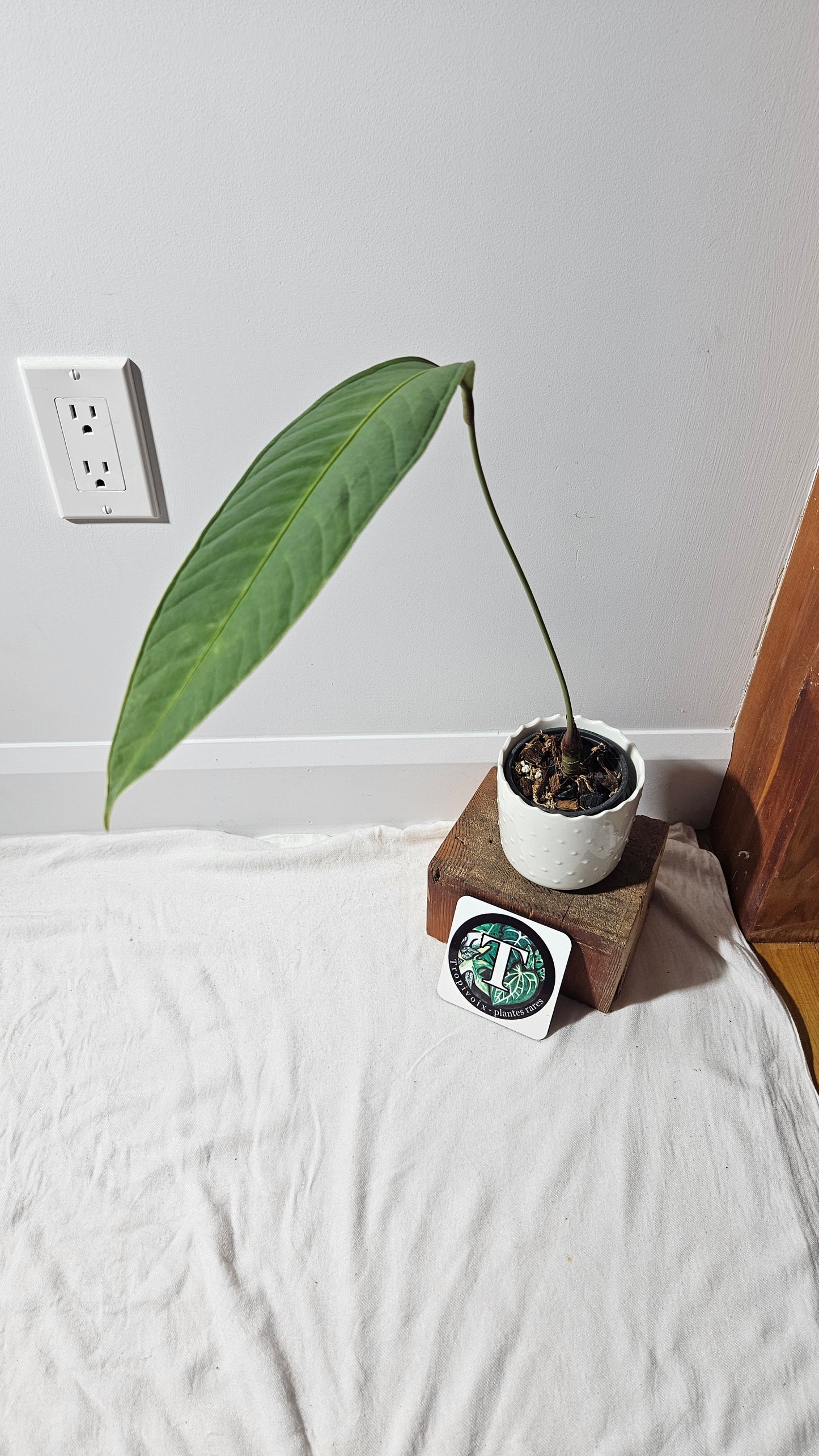 Anthurium Natenza Narrow Black "format LARGE" (ANT-477)