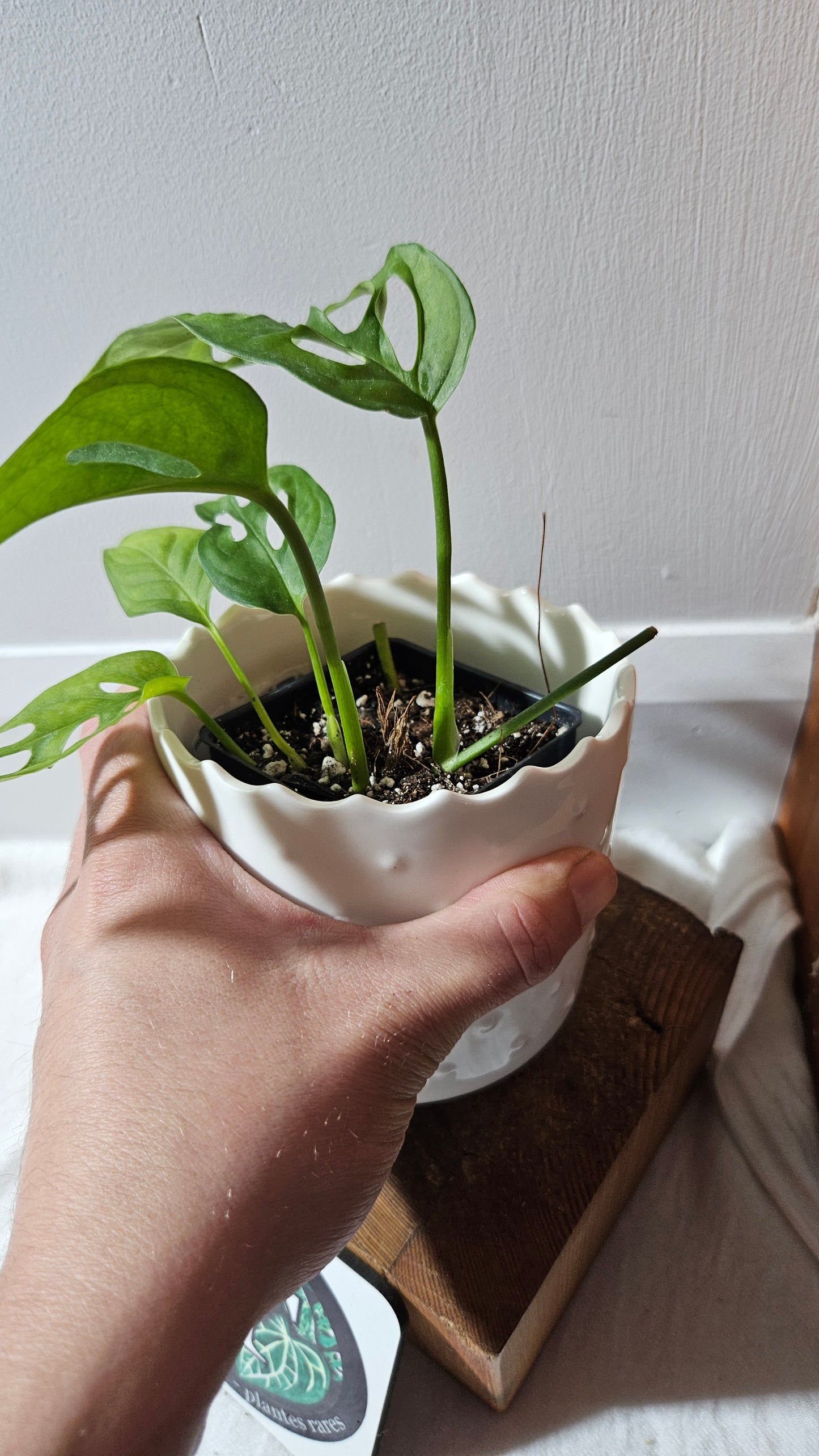 Monstera Obliqua Aff Tena (MON-092)