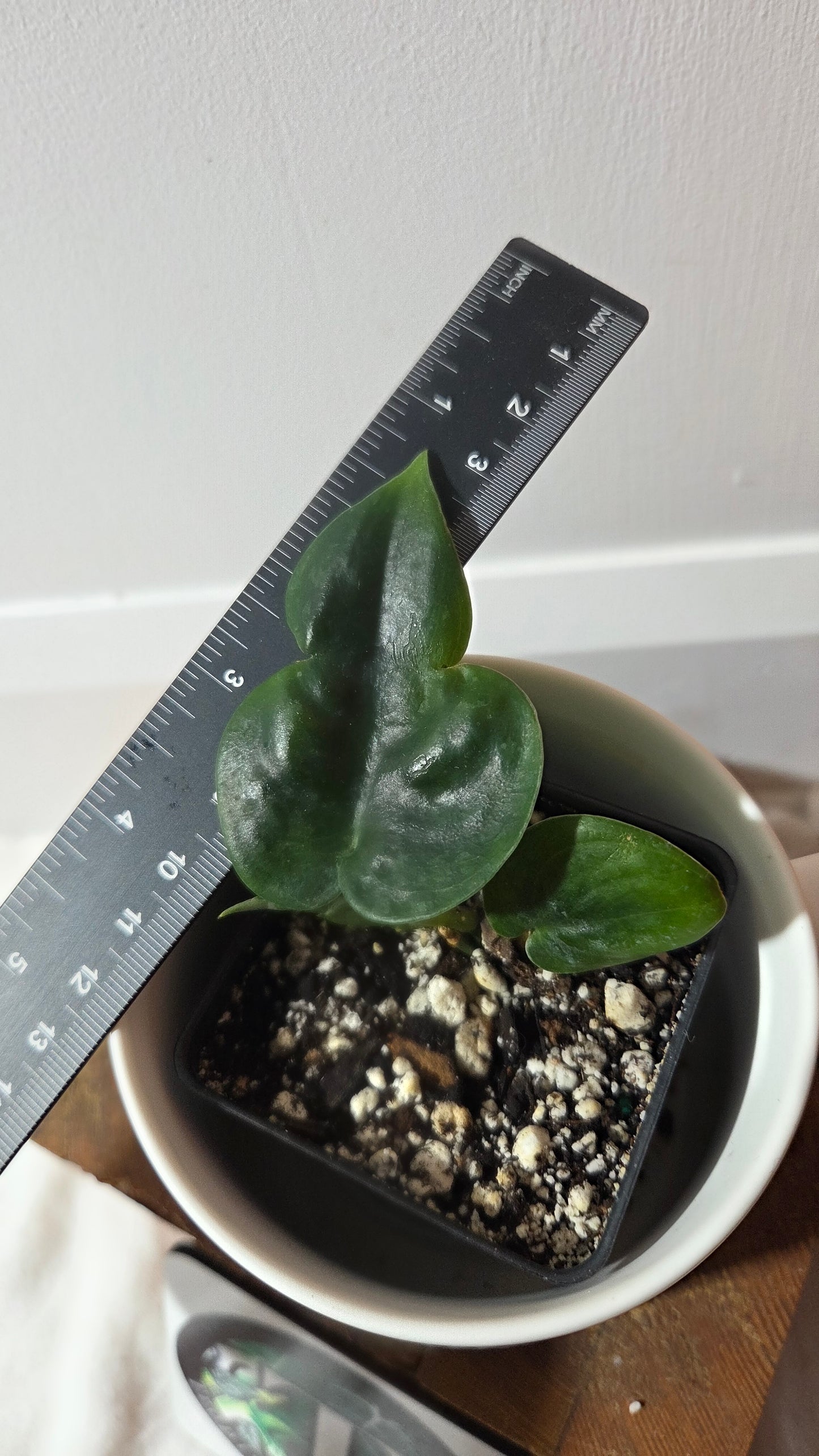 Scindapsus Dark Cloud (SCI-1383)