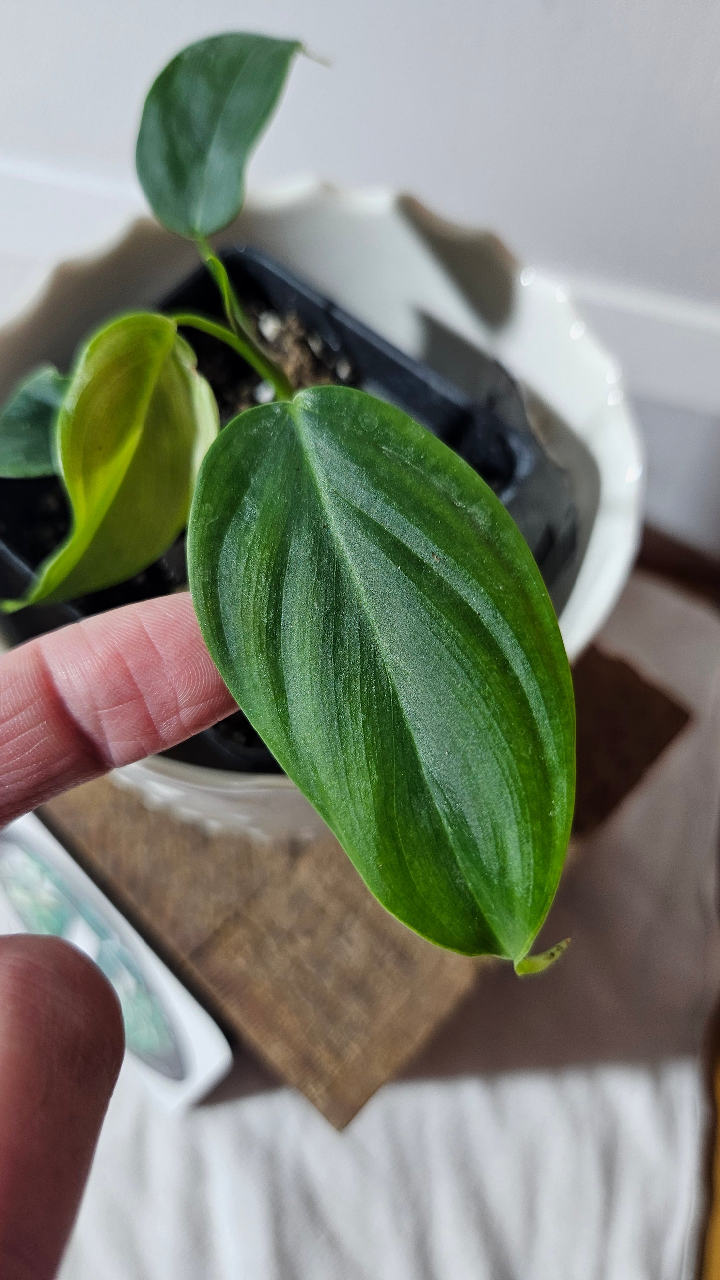 Philodendron Tenue (PHI-769)
