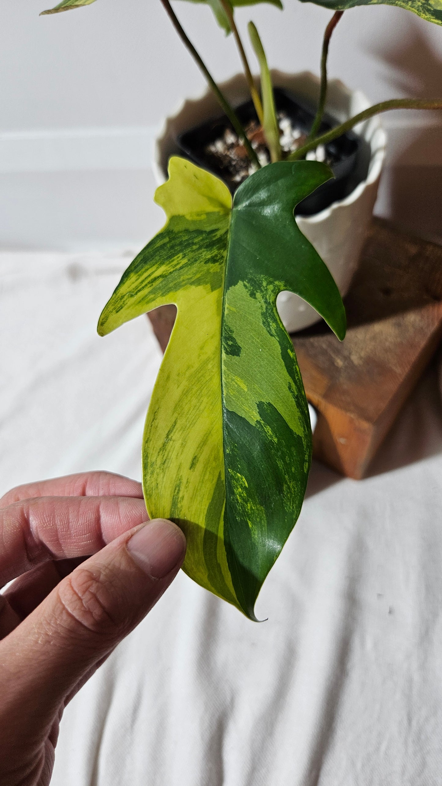 Philodendron Florida Beauty (PHI-817)