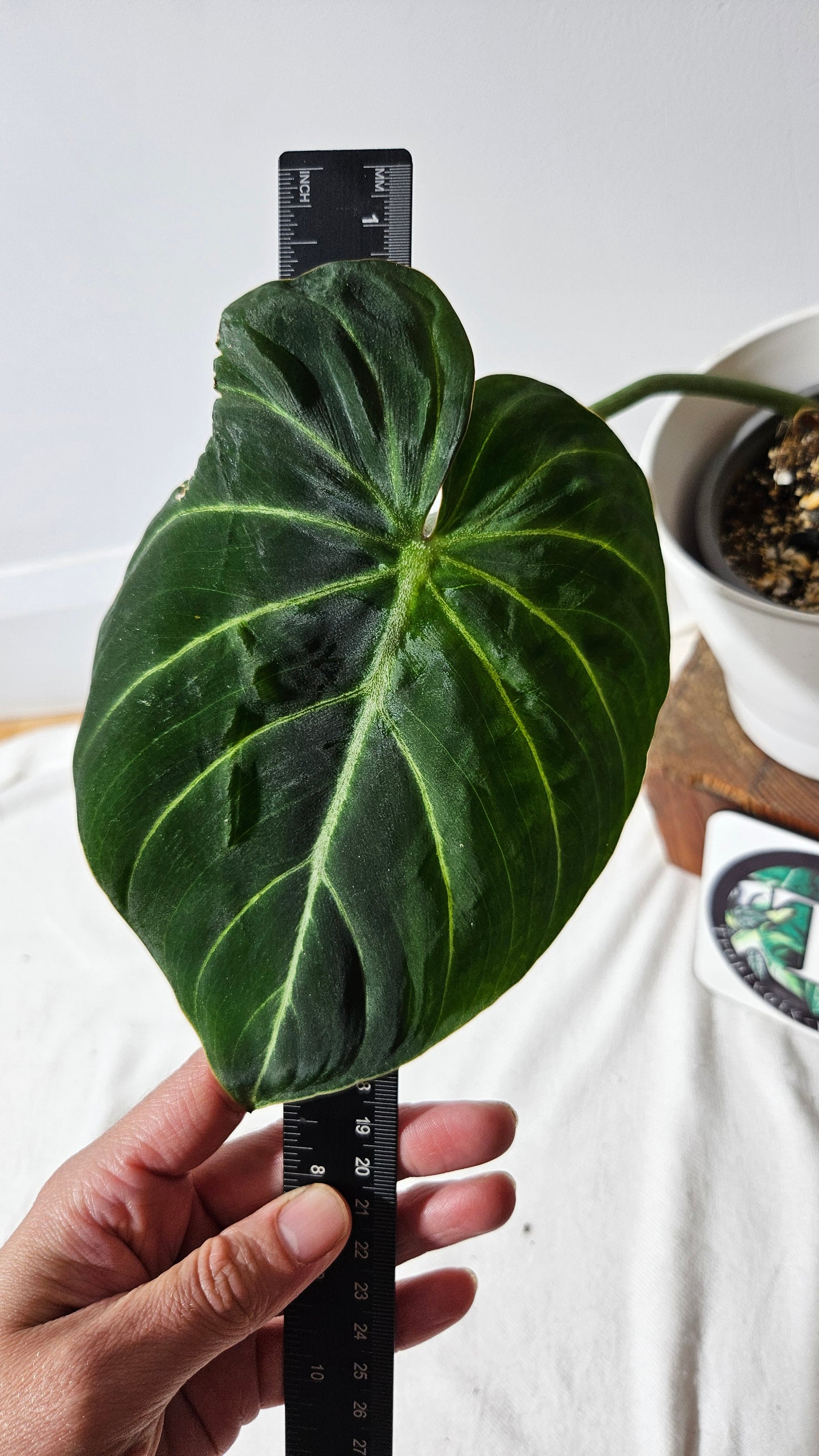 Philodendron Gloriosum Pink (PHI-831)