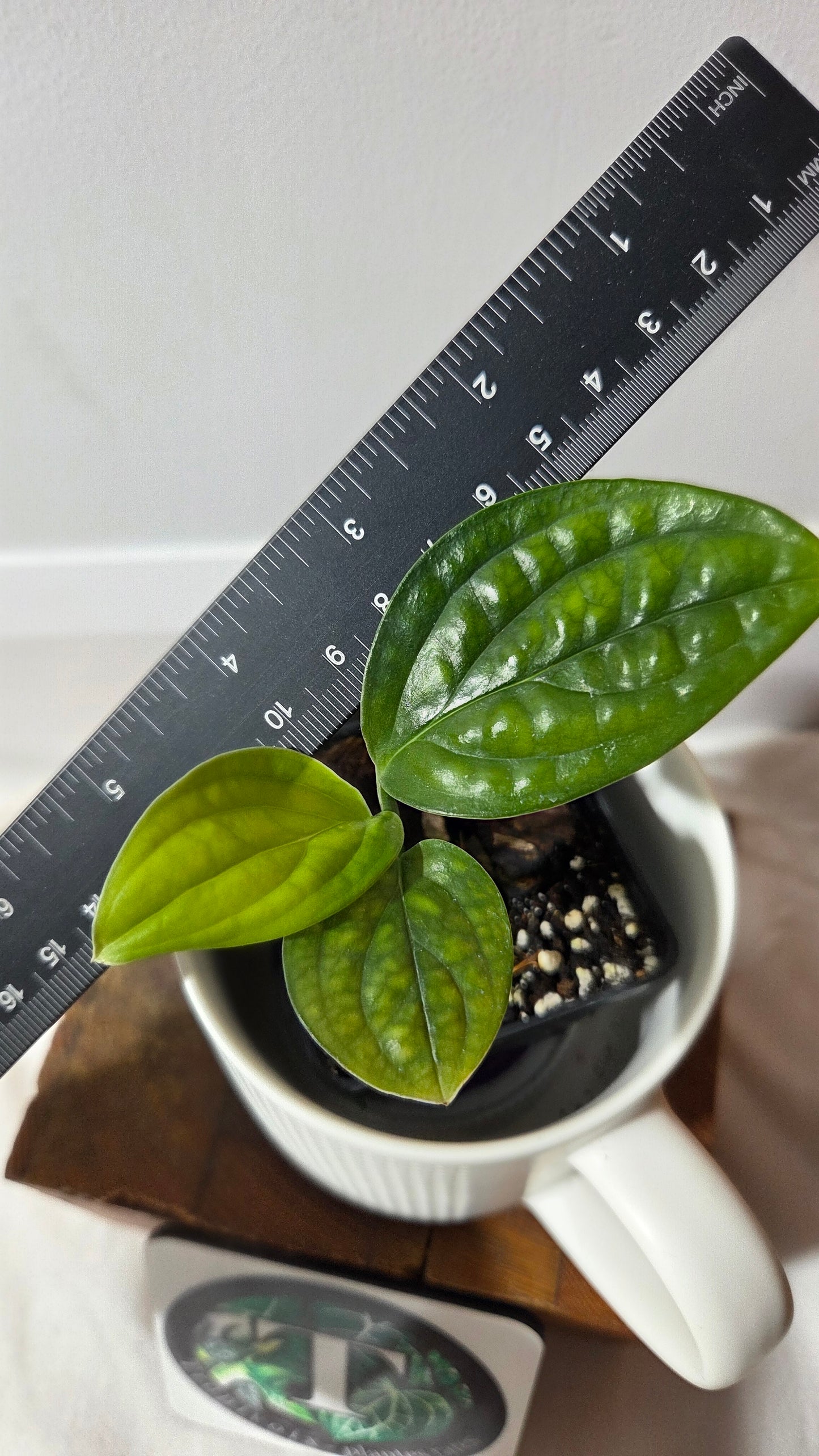Monstera Karstenianum/Peru Variegata REVERT (MON-502)