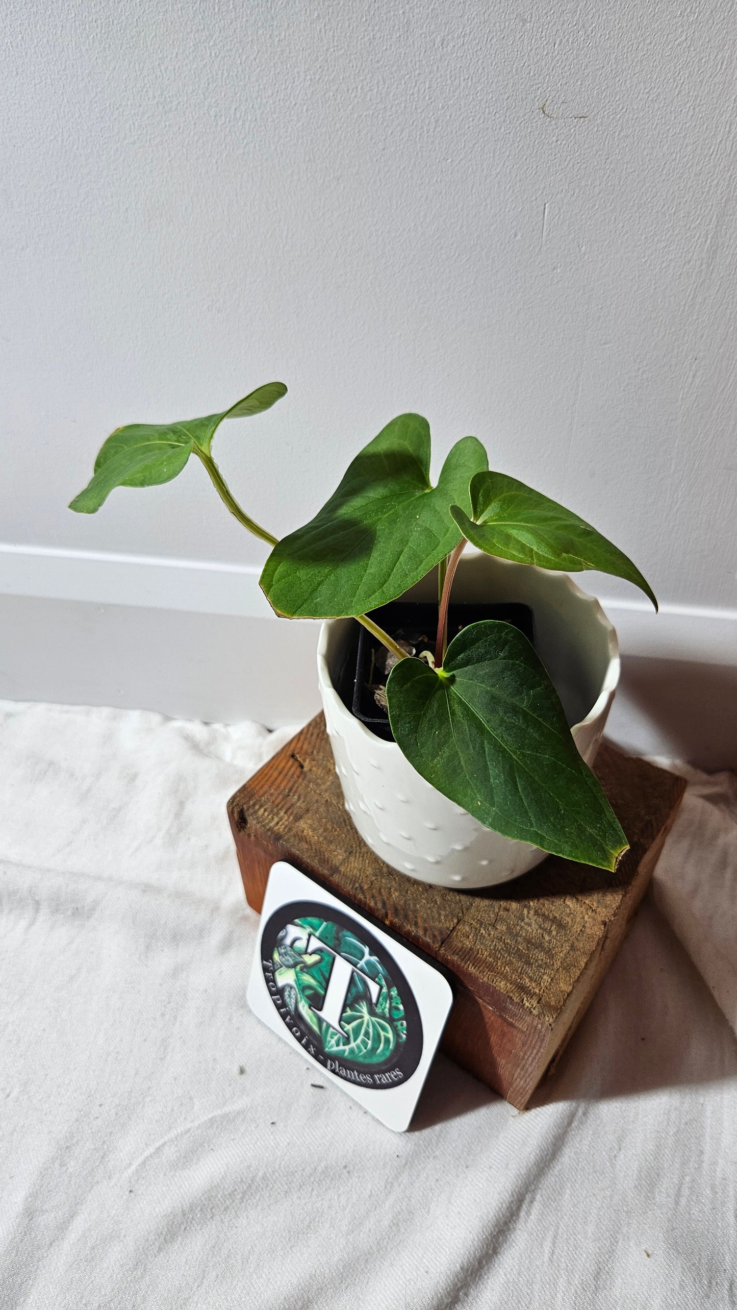 Anthurium Tiwintza Aff Velvet "format MOYEN" (ANT-226)
