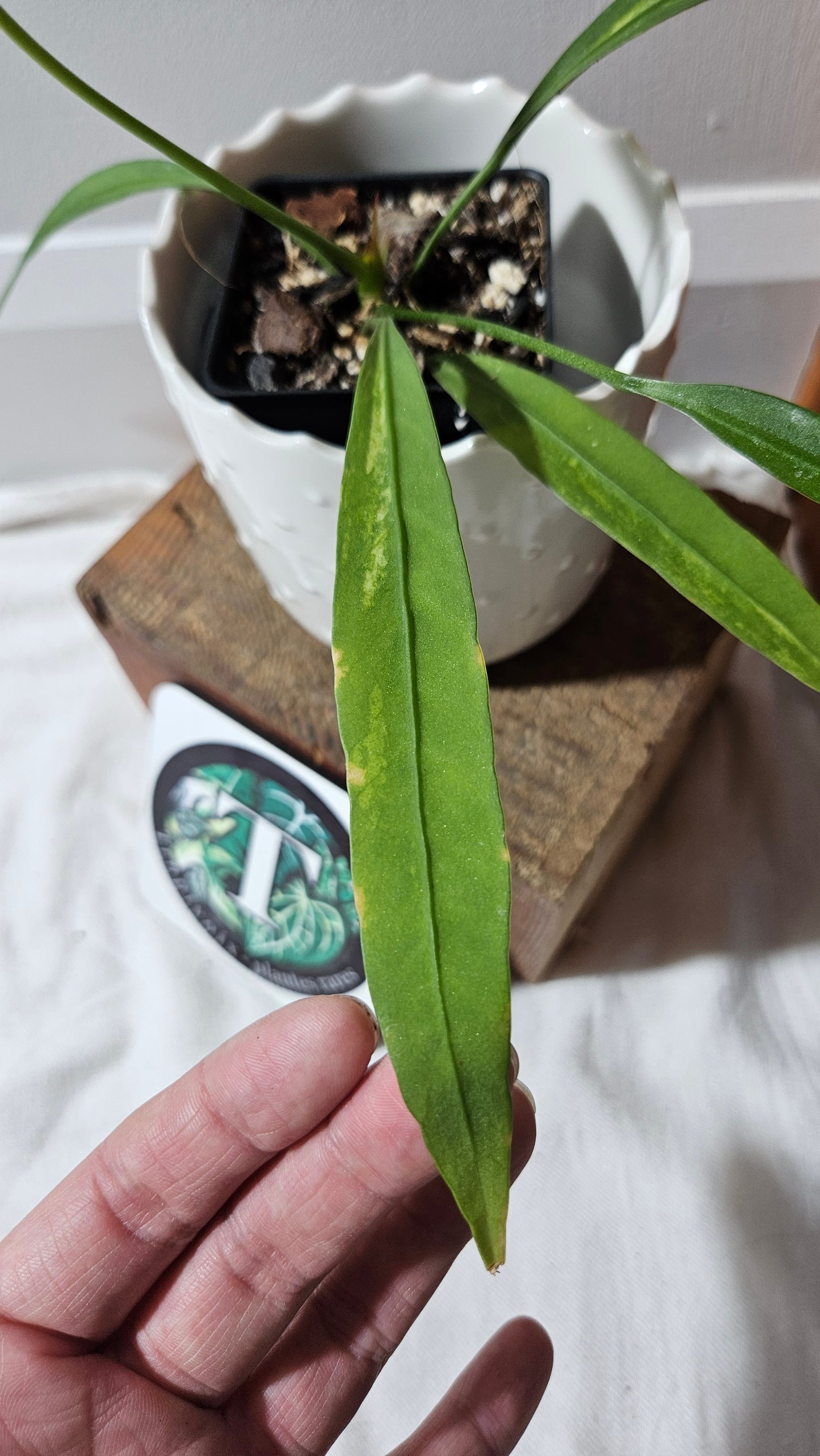 Anthurium Vittarifolium Variegata "format MOYEN" (ANT-444)