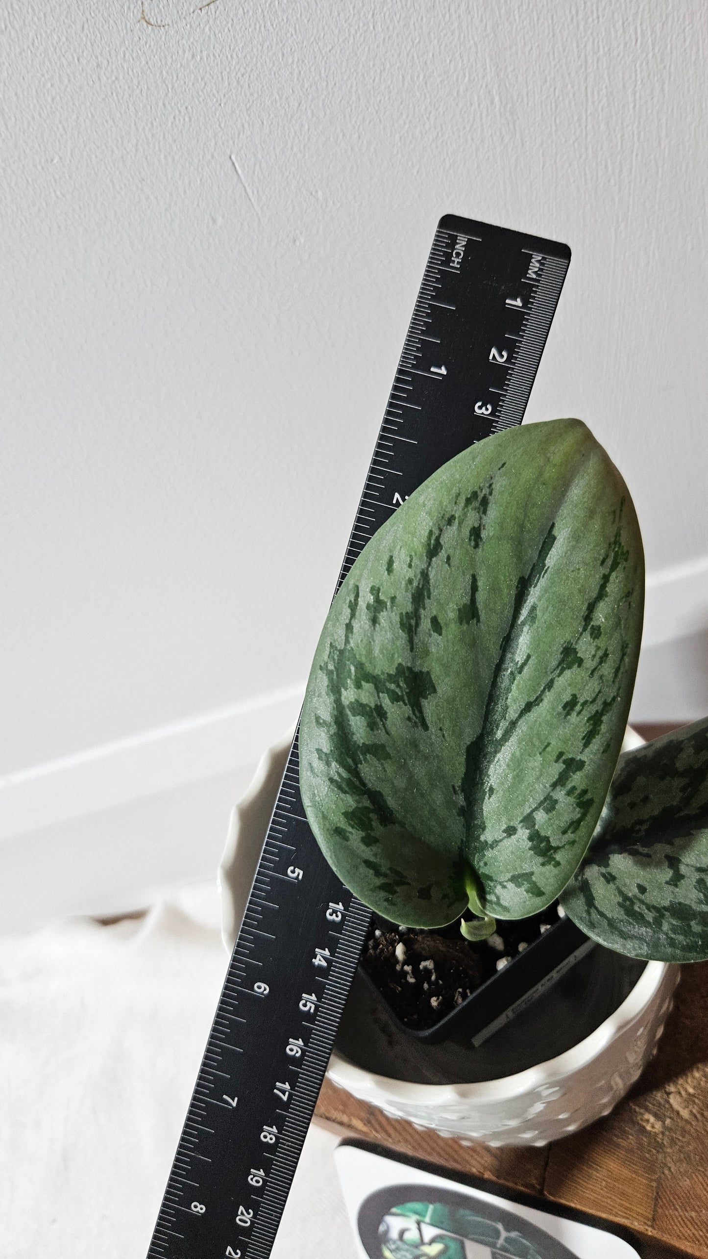 Scindapsus Army (SCI-992)