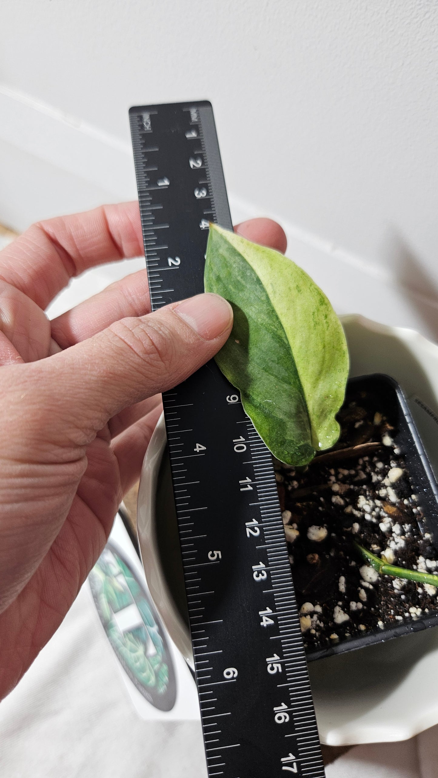 Scindapsus Salamount (SCI-720)