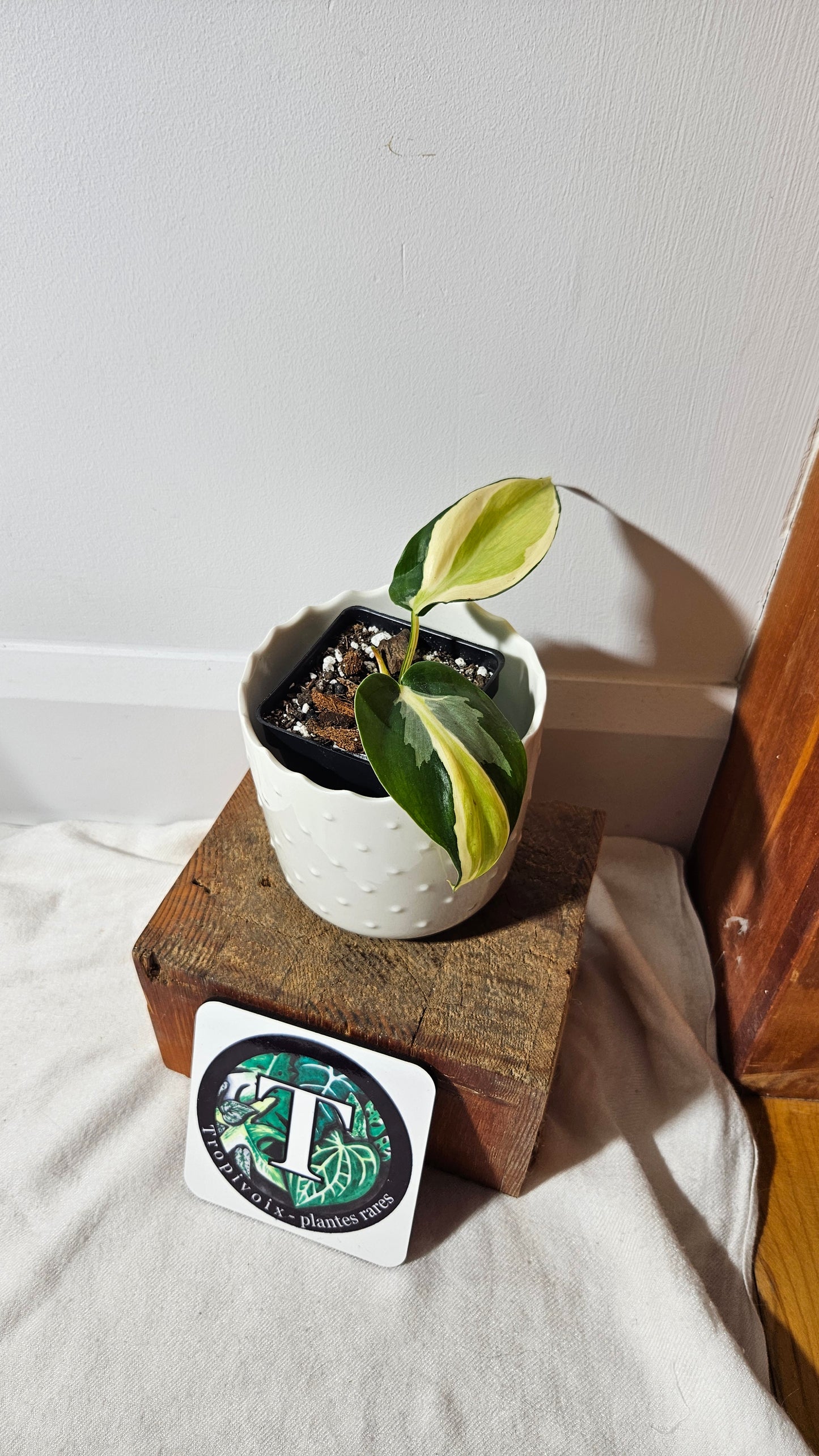 Philodendron Hederaceum Silver Stripe (PHI-736)