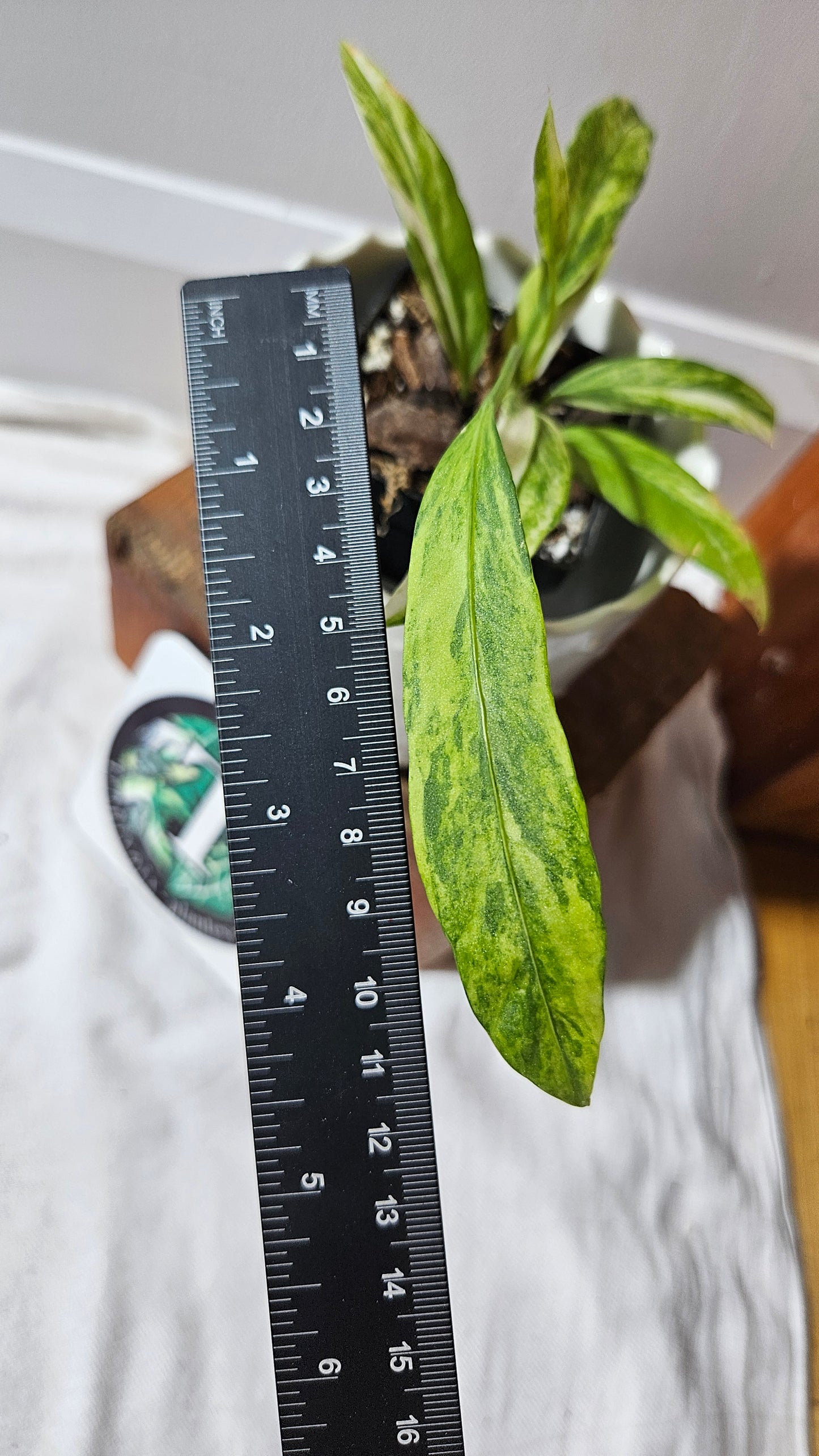 Anthurium Vittarifolium Variegata "format PETIT"(ANT-443)