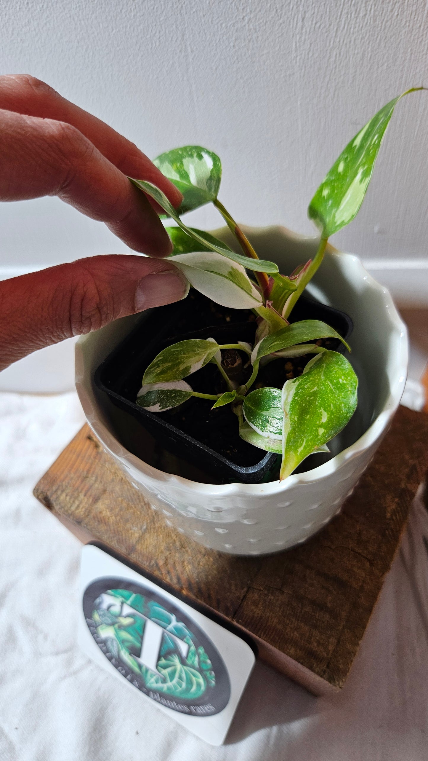Philodendron White Princess (PHI-882)