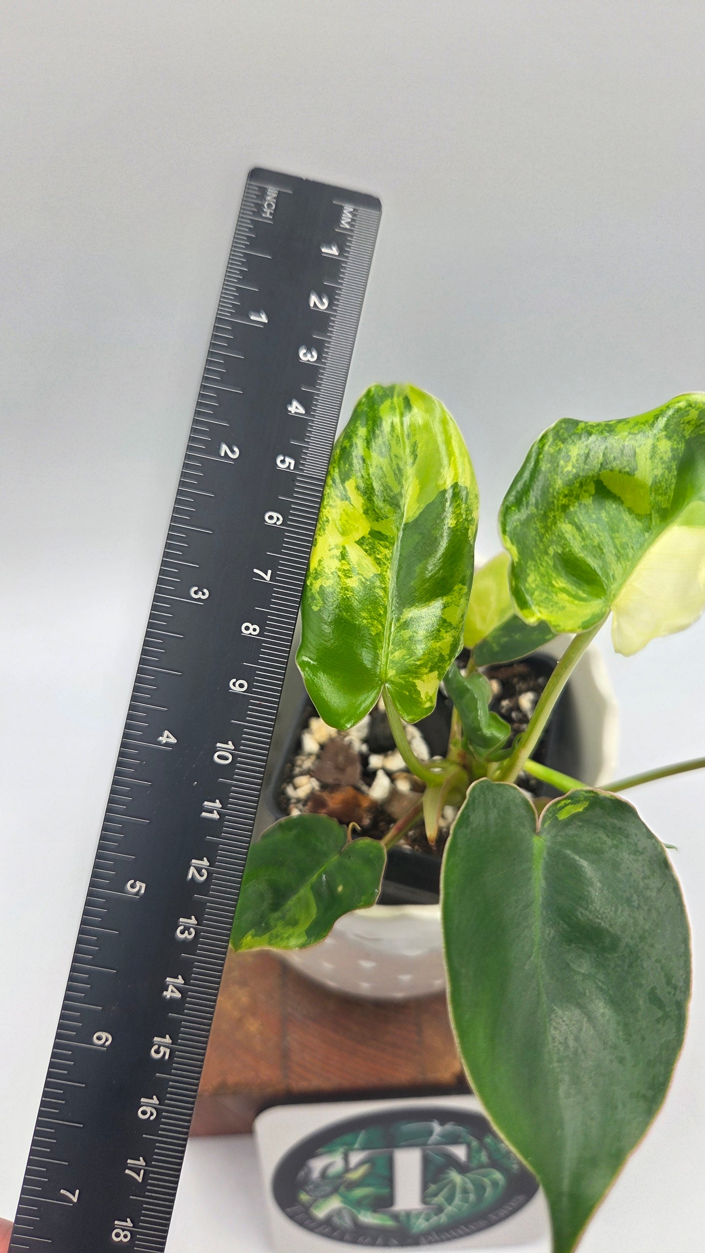 Philodendron Burlemarx Variegata (PHI-1044)