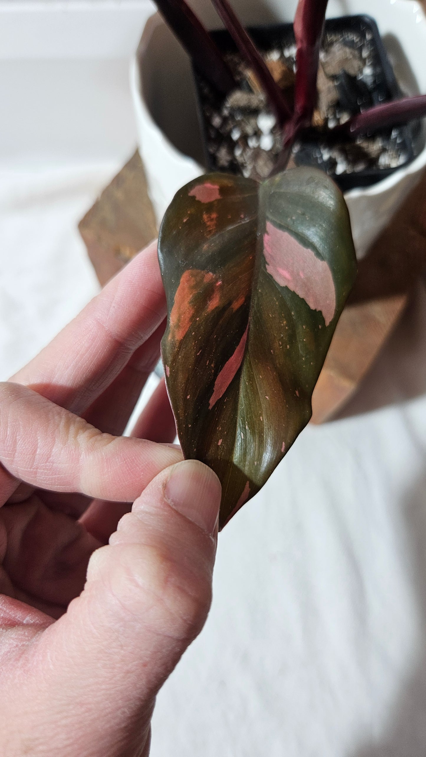 Philodendron Black Cherry (PHI-711)