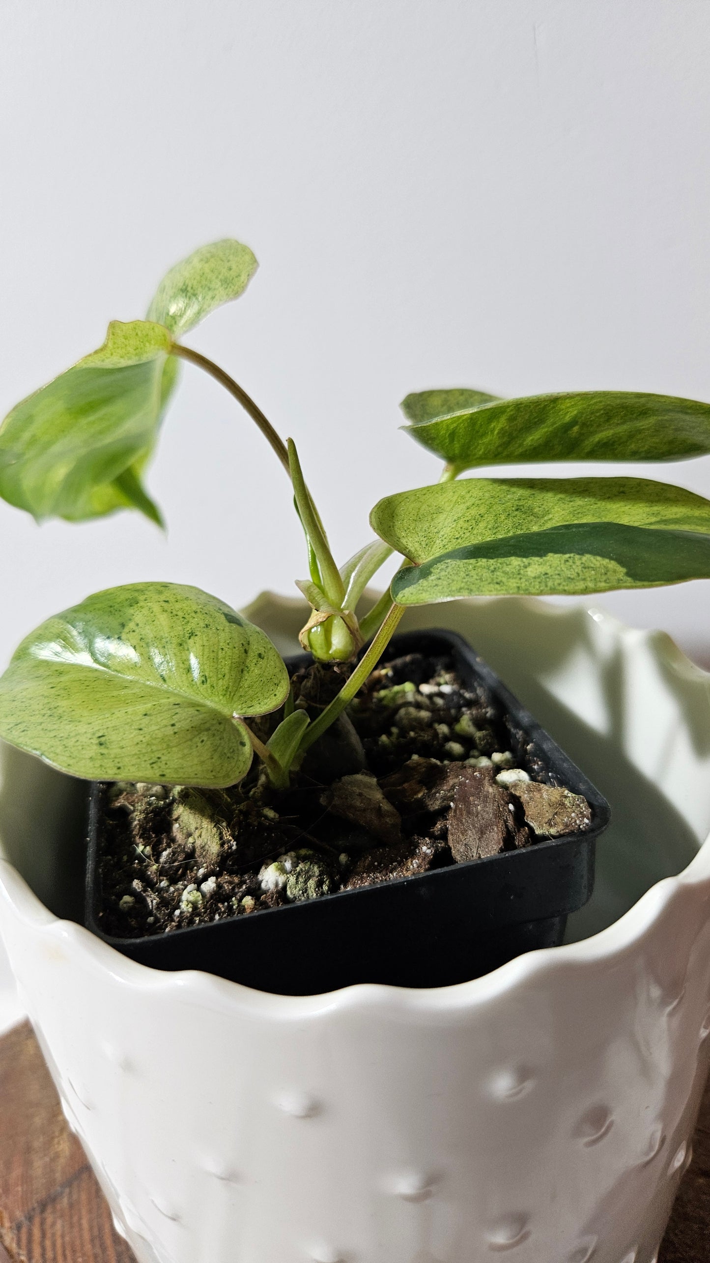 Philodendron BurleMarx Variegata X Paraiso Verde (PHI-858)
