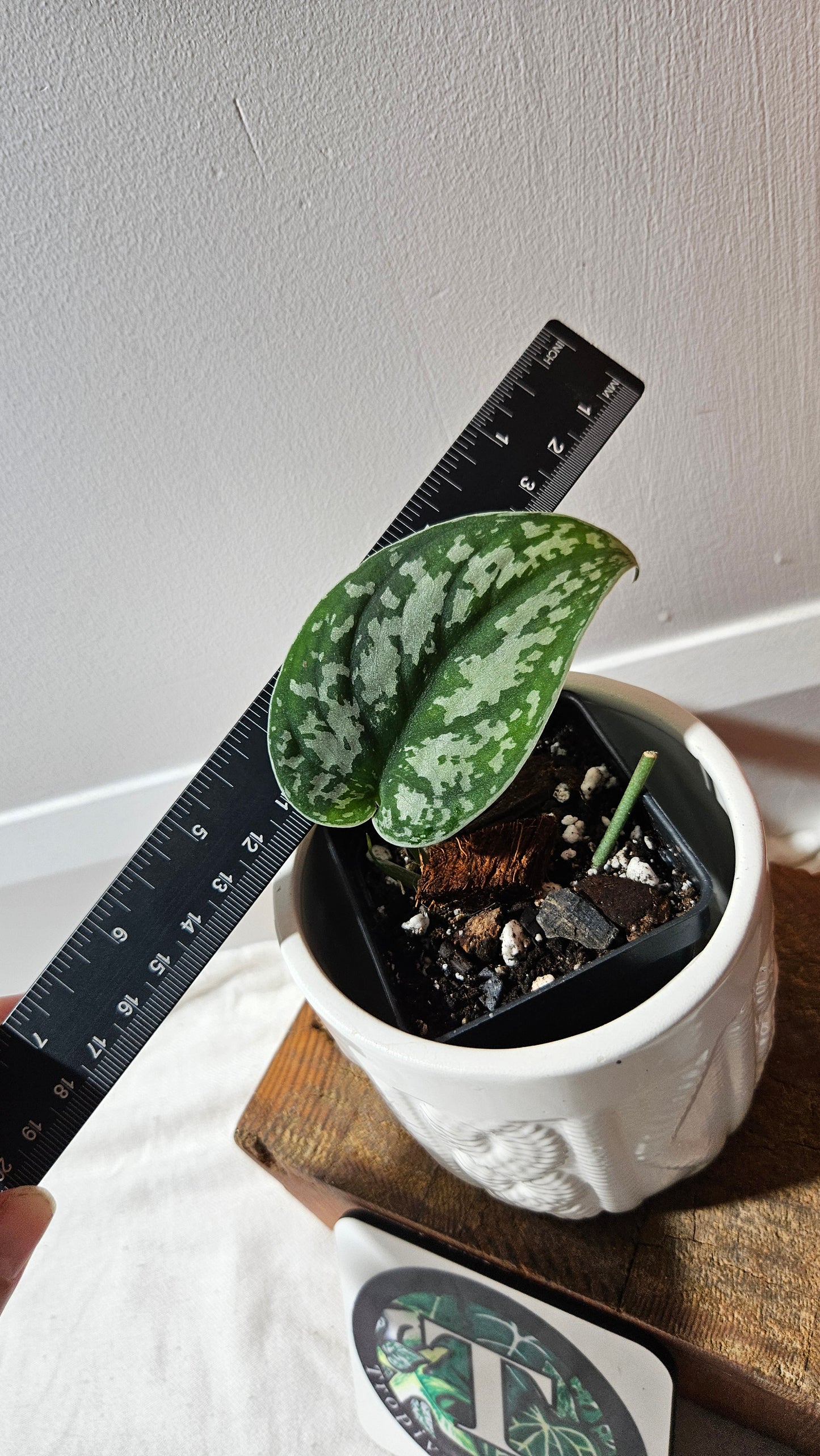 Scindapsus Silver Queen (SCI-1041)