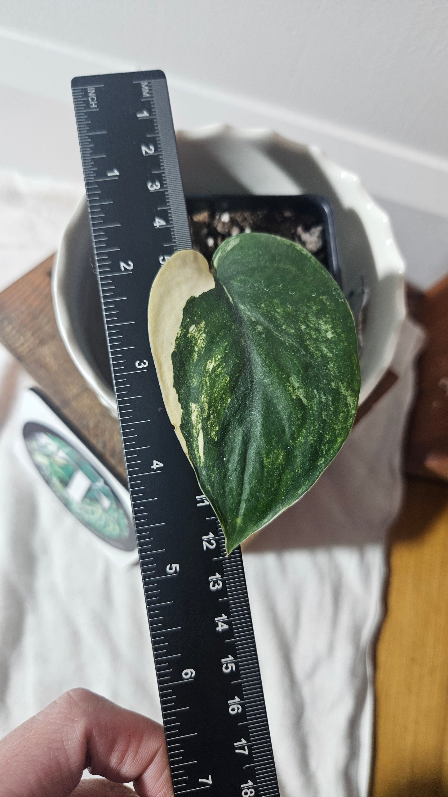 Scindapsus Jade Satin Albo (SCI-927)
