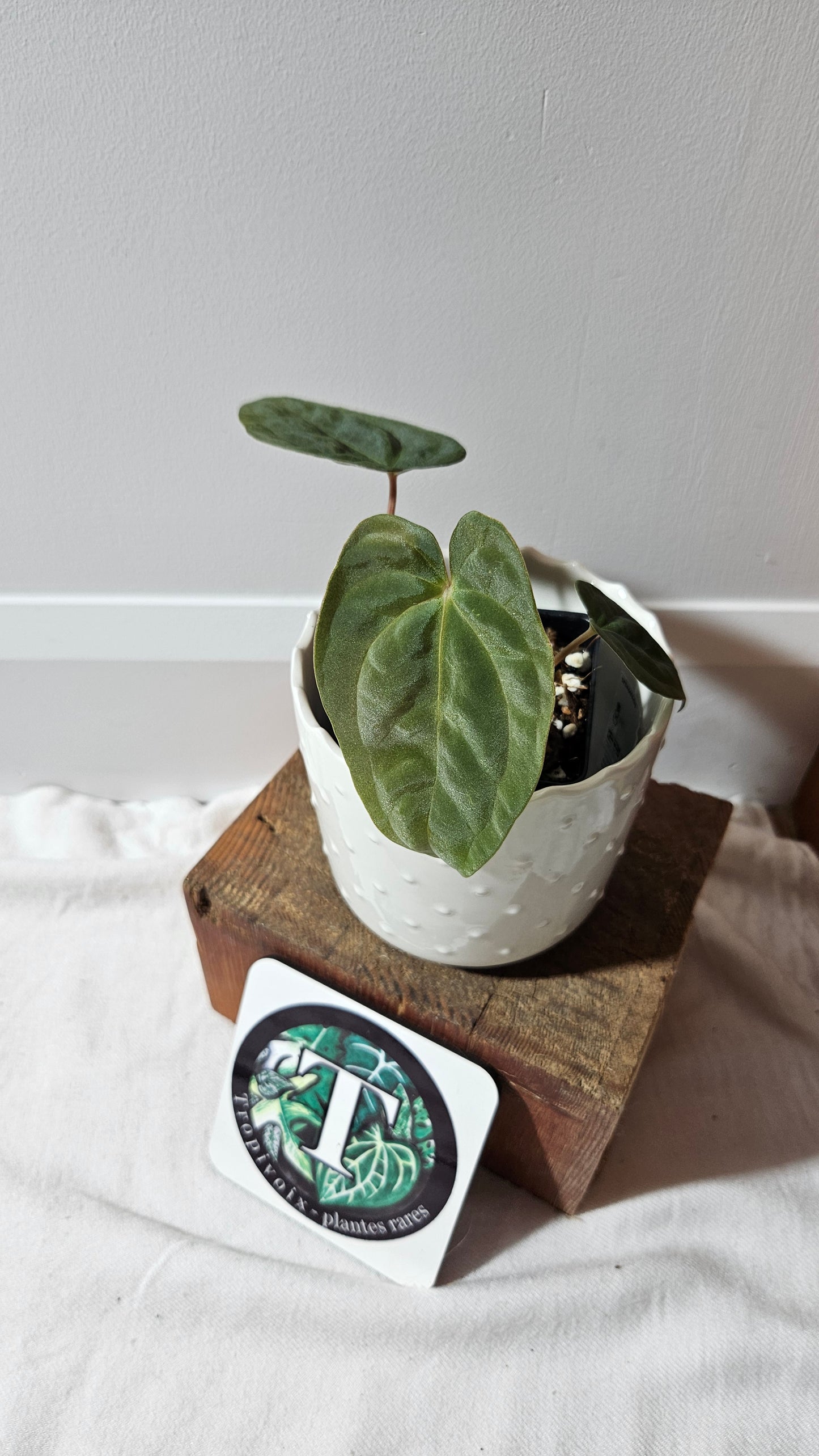 Anthurium Papillilaminum Black (d'équateur) "format PETIT" (ANT-506)
