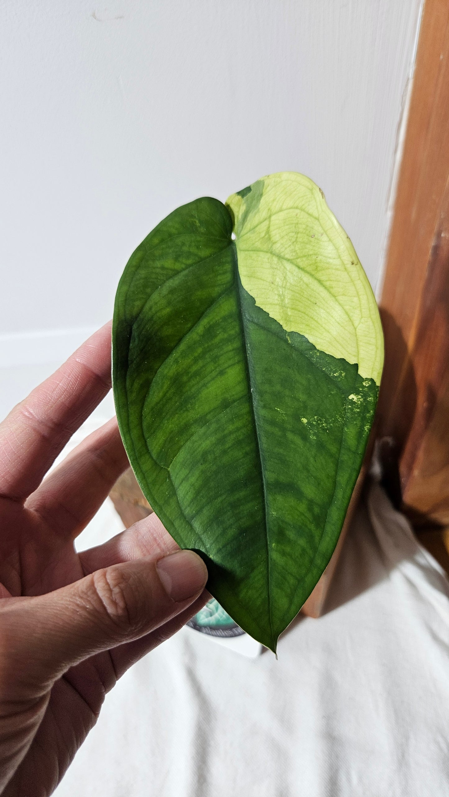Syngonium Chiapense Albo (SYN-452)