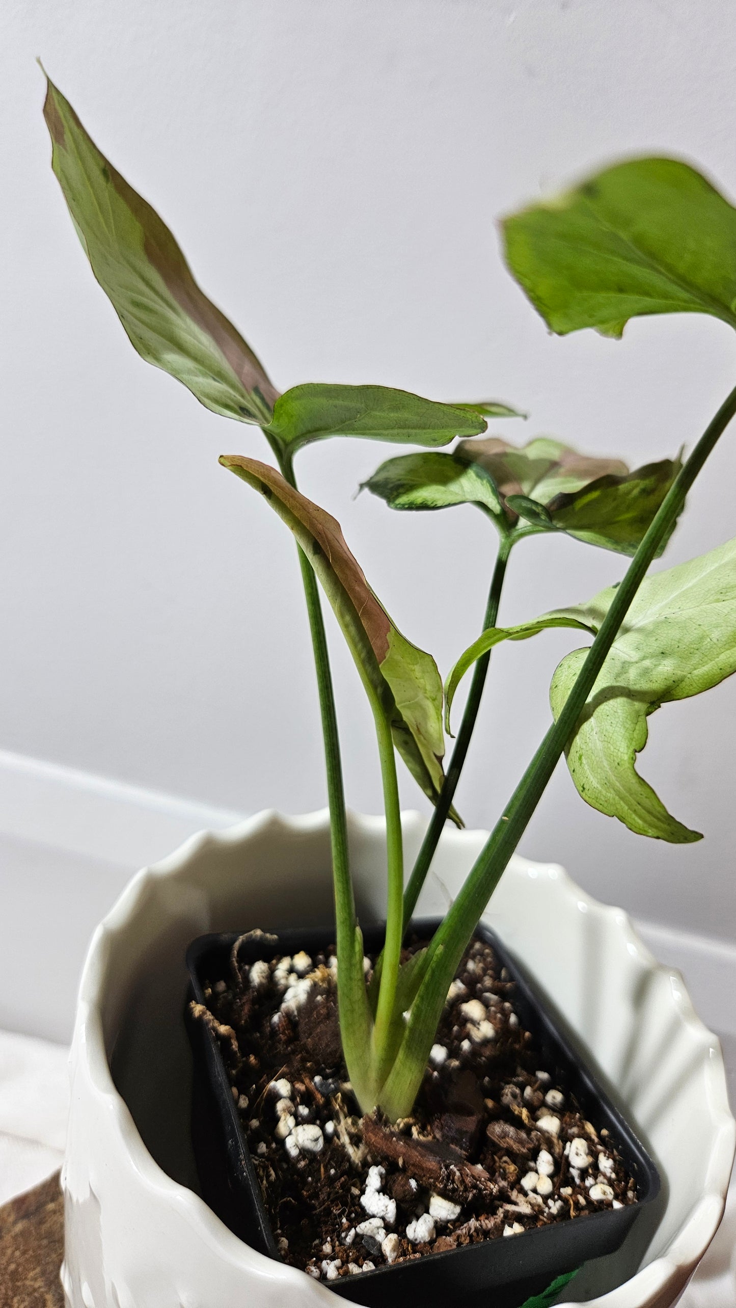 Syngonium Red Spot Starlight (SYN-435)
