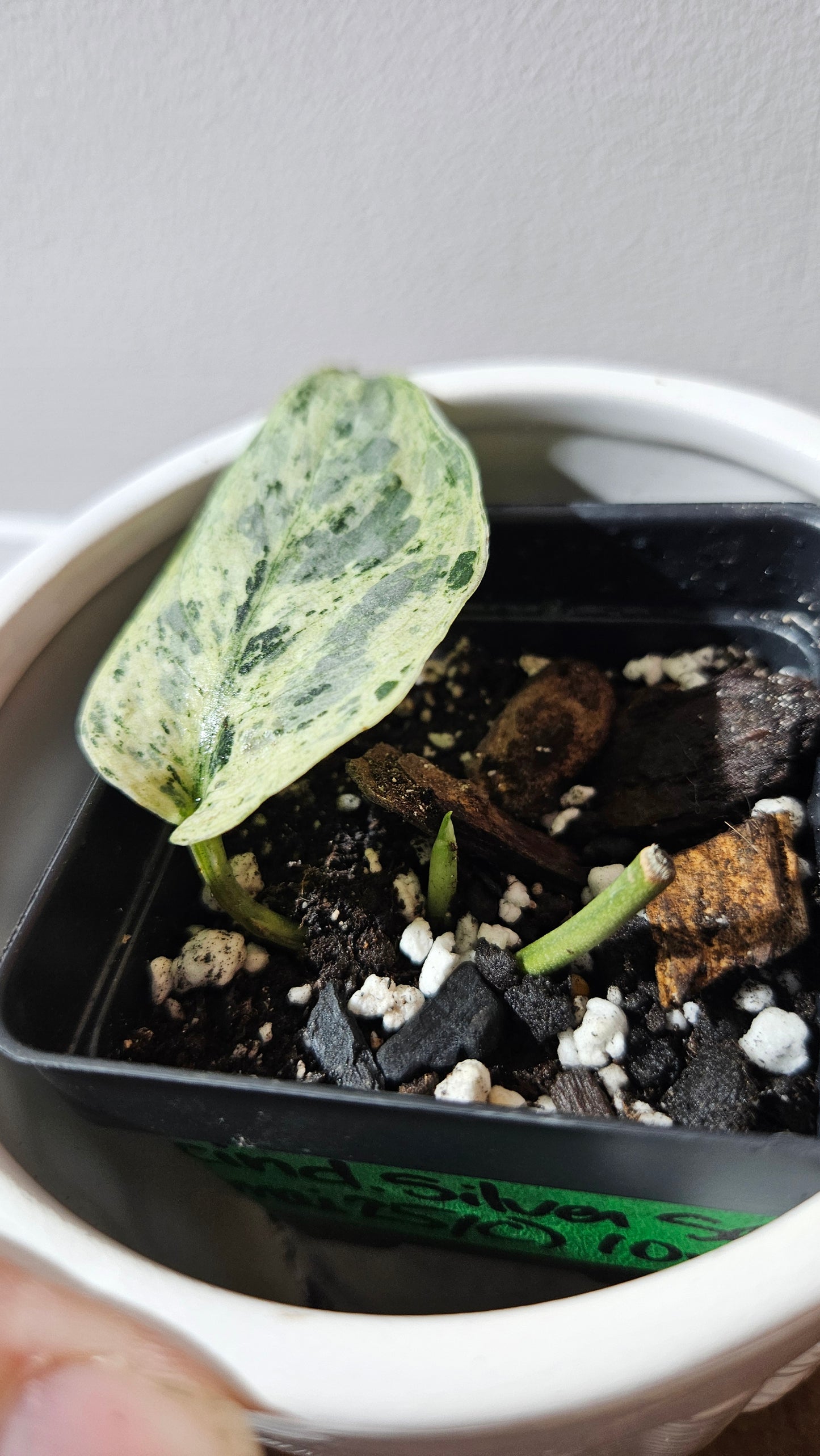 Scindapsus Silver Satin albo (SCI-1147)