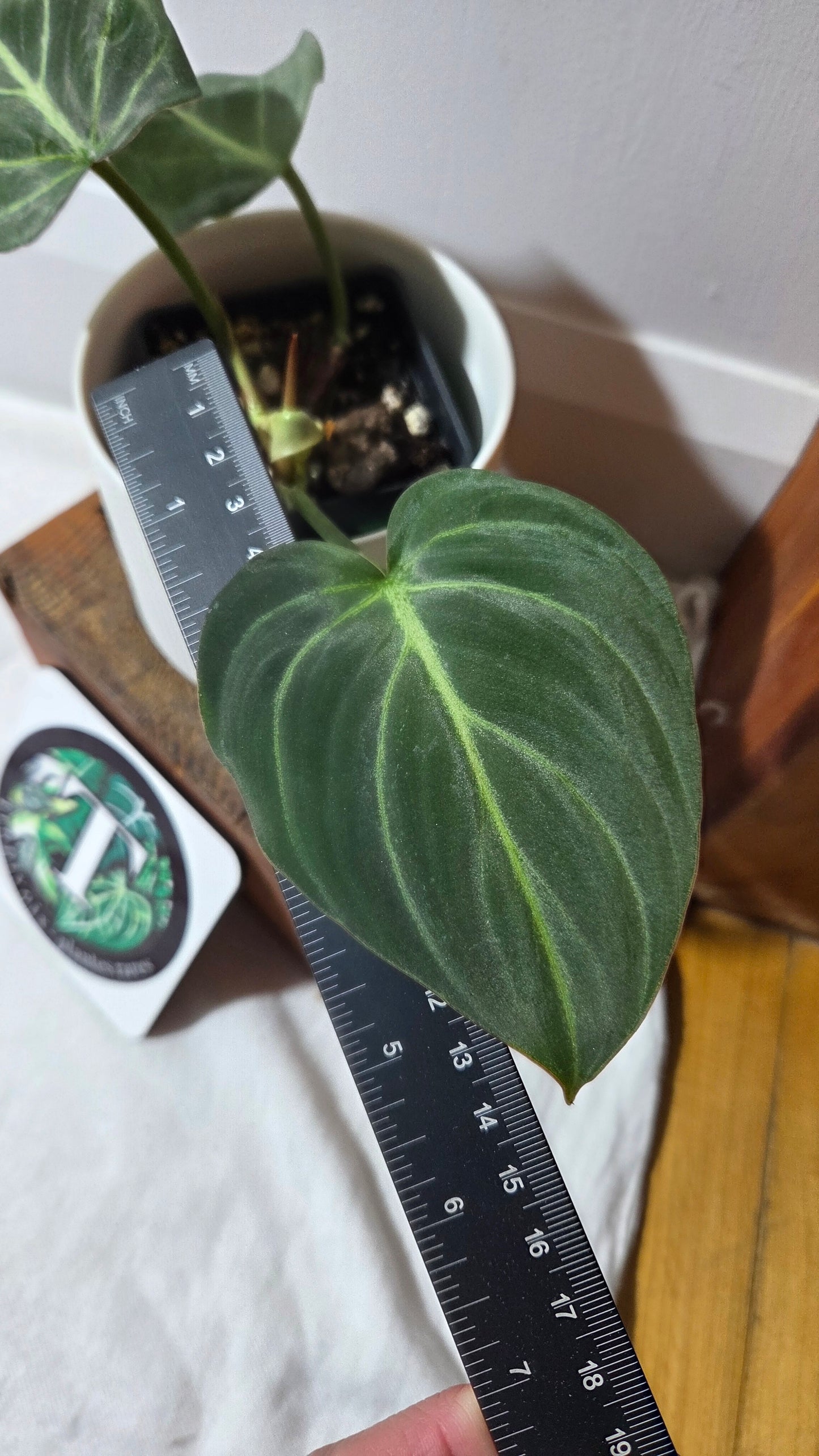 Philodendron Gloriosum Radiante (PHI-1006)