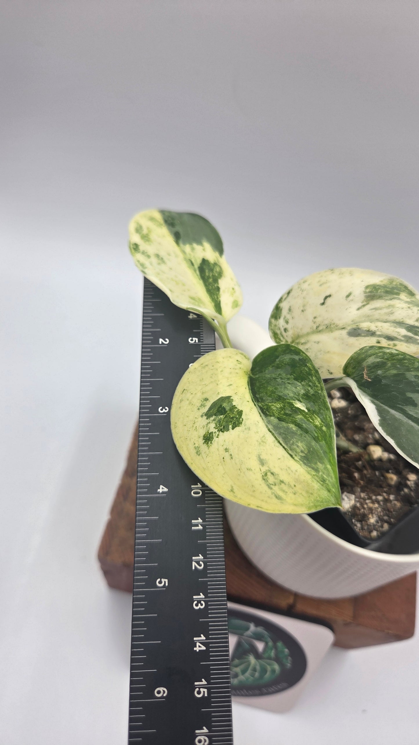 Scindapsus Exotica Salaka Tricolore (SCI-1494)