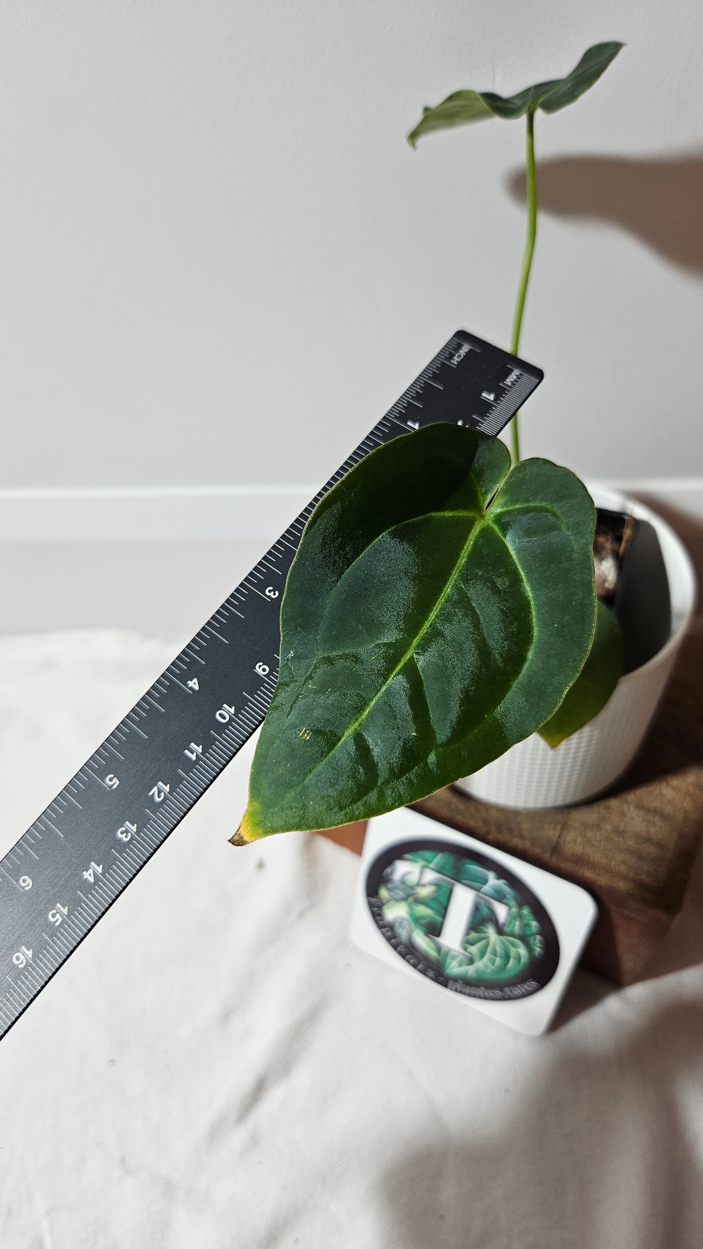 Anthurium Metallicum X Besseae "Format MOYEN" (ANT-641)