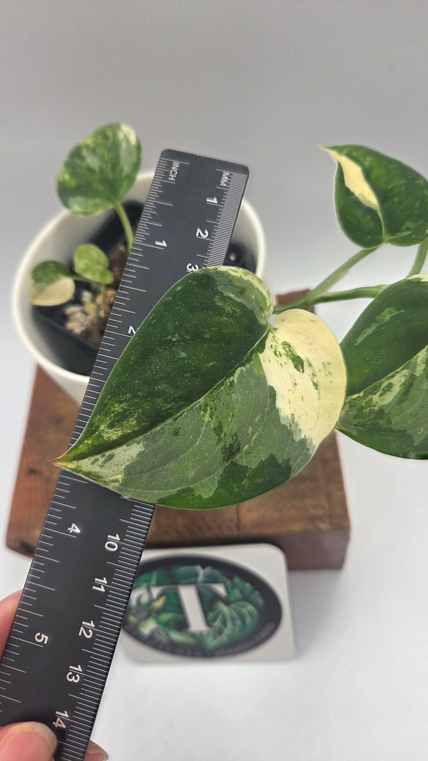 Scindapsus Mangurai (SCI-1467)
