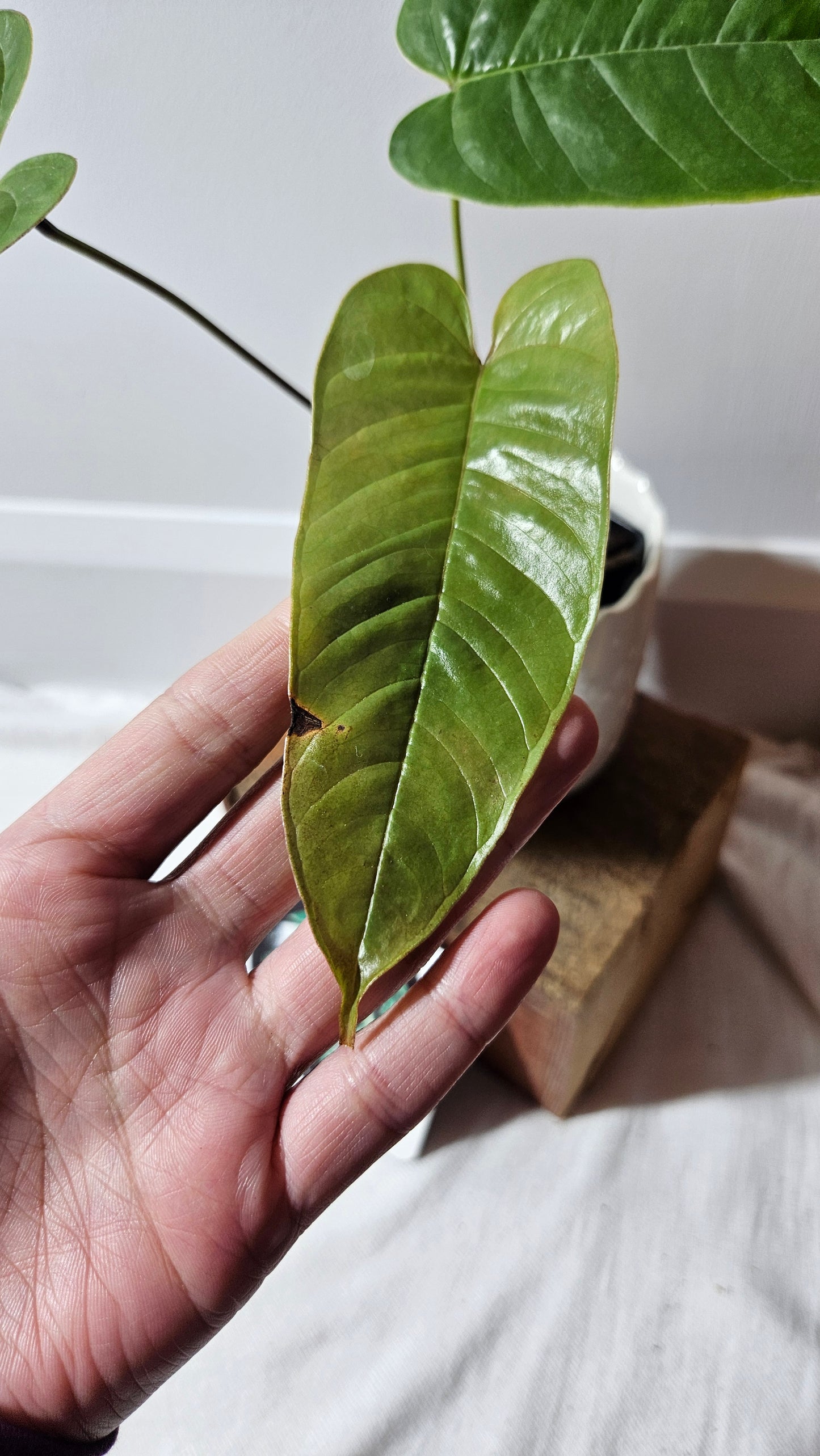 Anthurium Tremulum "format MOYEN" (ANT-481)