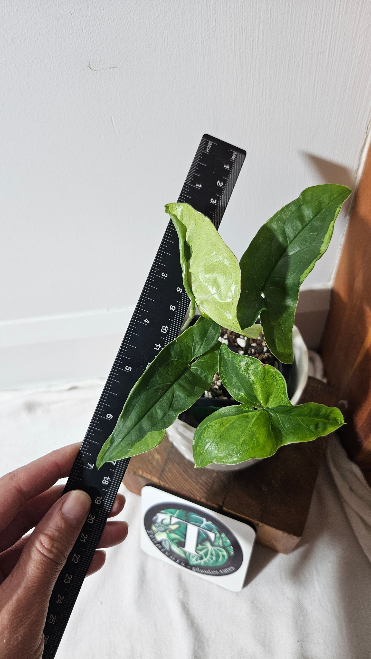 Syngonium Green Beauty (SYN-447)