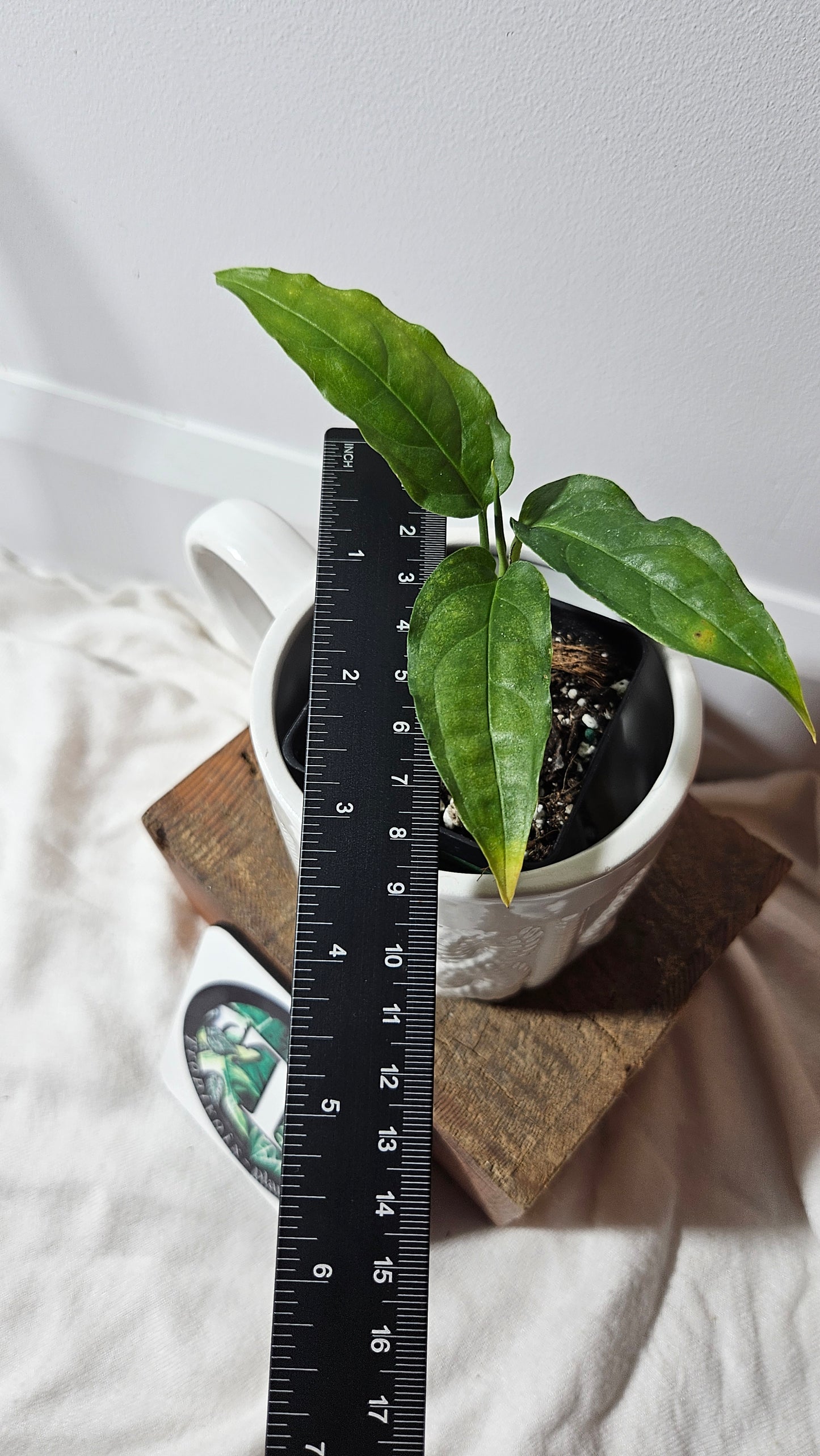 Monstera Obliqua Aff Amazonas (MON-295)