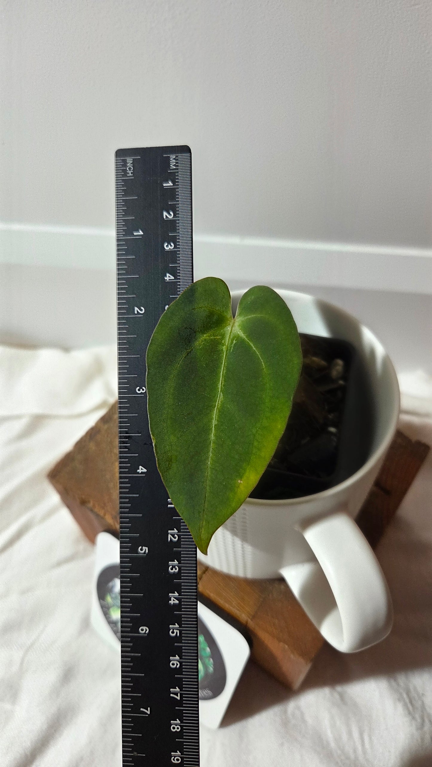 Anthurium Papillilaminum Hybrid "format PETIT" (ANT-663)