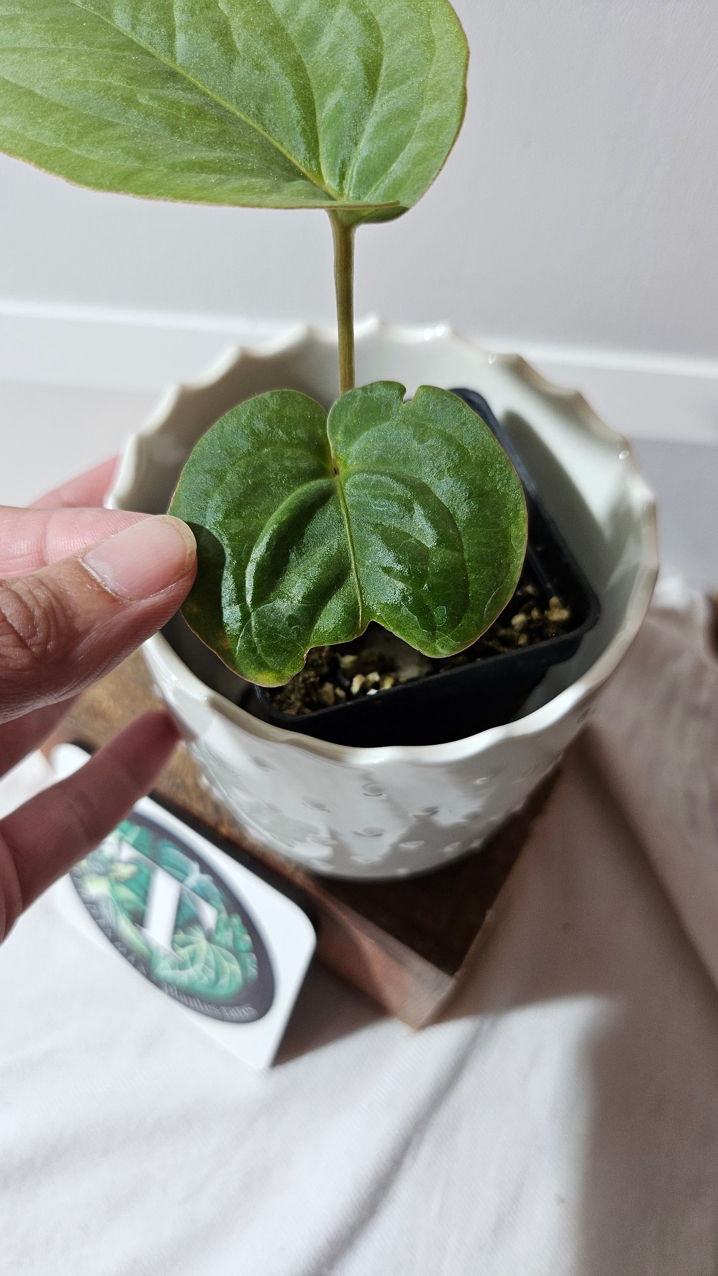 Anthurium Kunayalense "format MOYEN" (ANT-457)