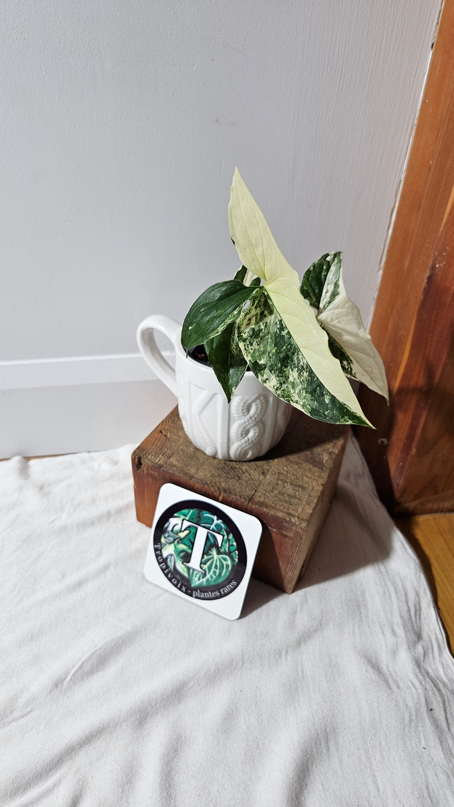 Syngonium Albo (SYN-327)