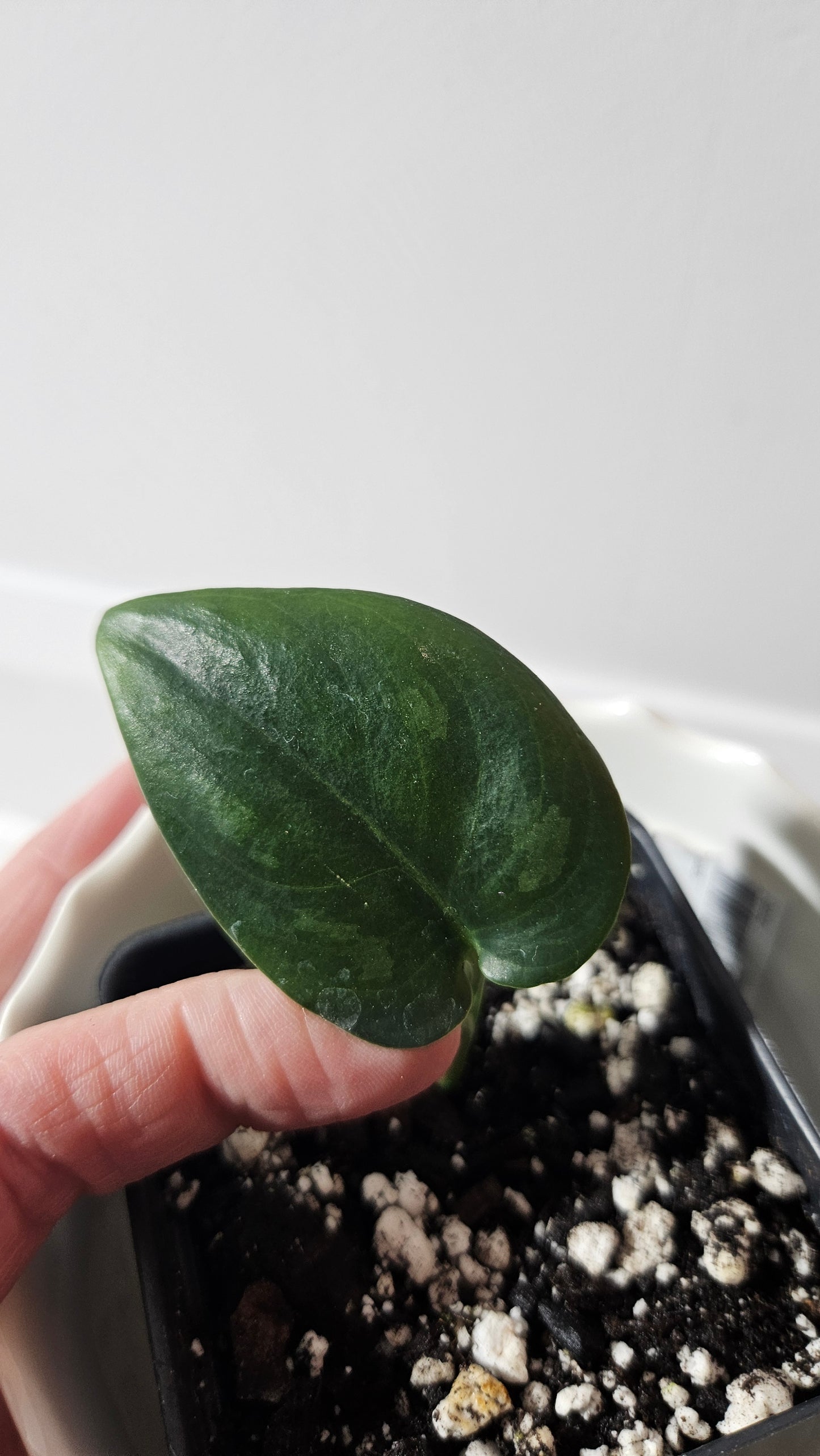 Scindapsus Black Mamba Mutation (SCI-764)