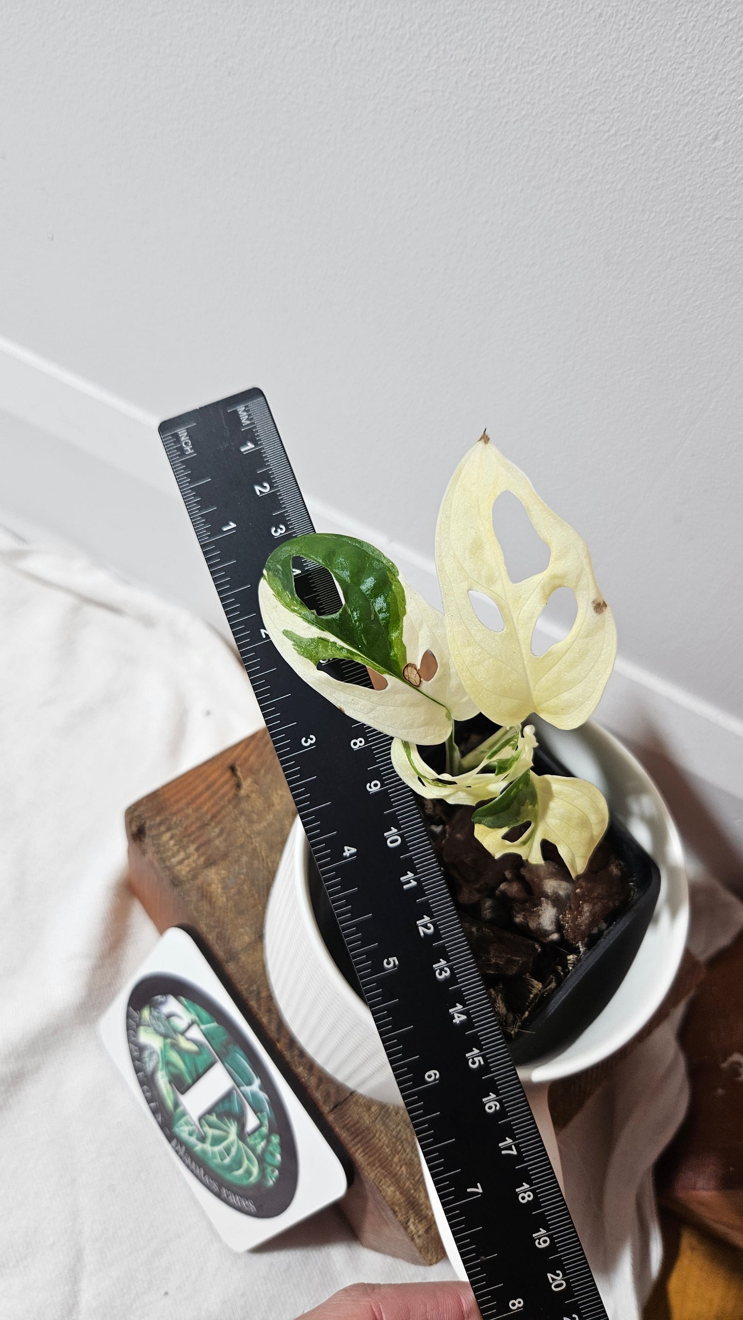 Monstera Andasonii Tricolore (MON-334)