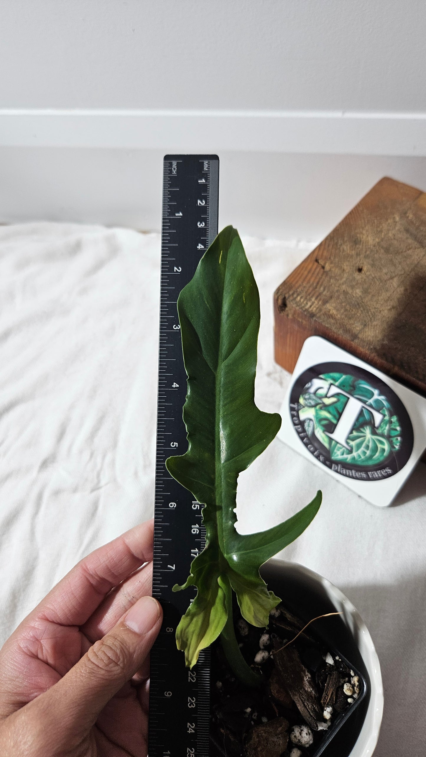 Philodendron Eternel Sky /(Barrosoanum X Tortum) (PHI-935)