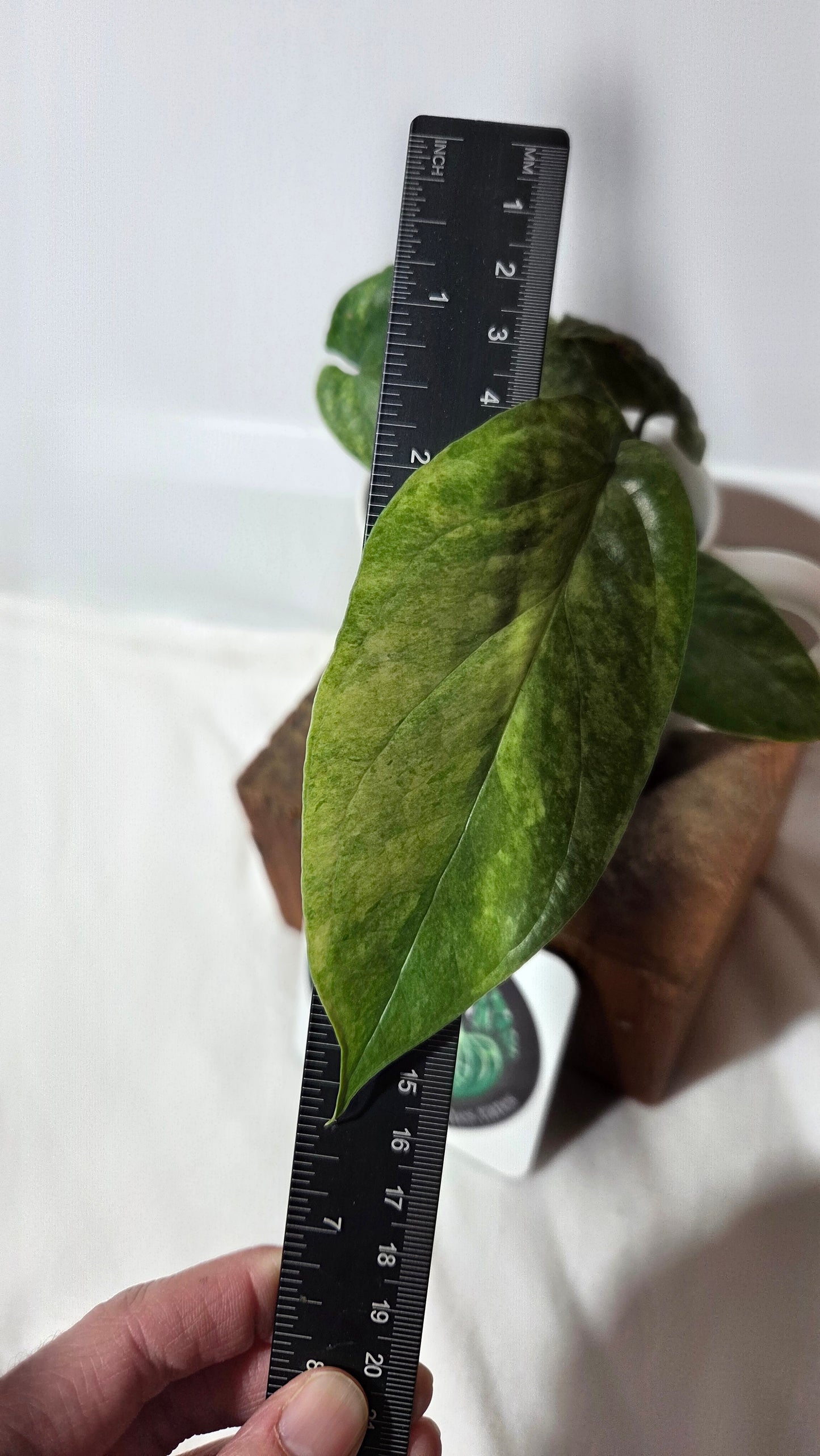 Amydrium Medium Mint (AMY-027)