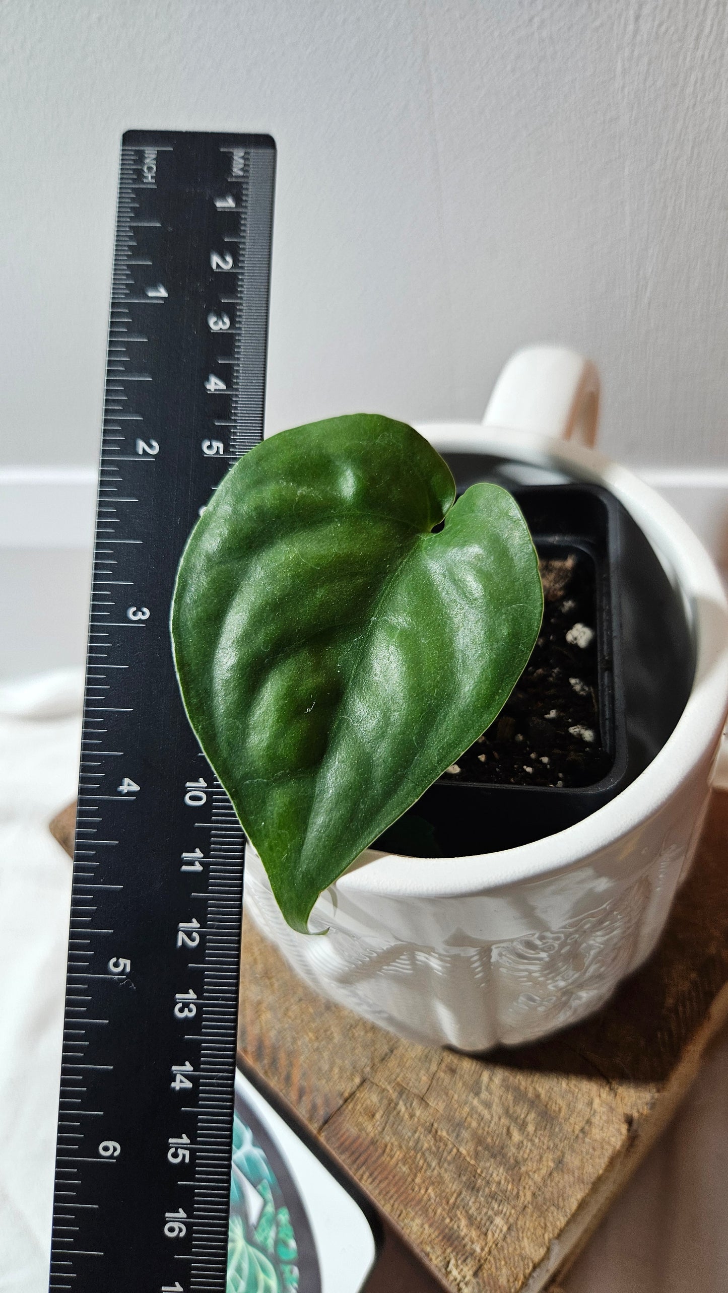 Scindapsus Lucens (SCI-1178)