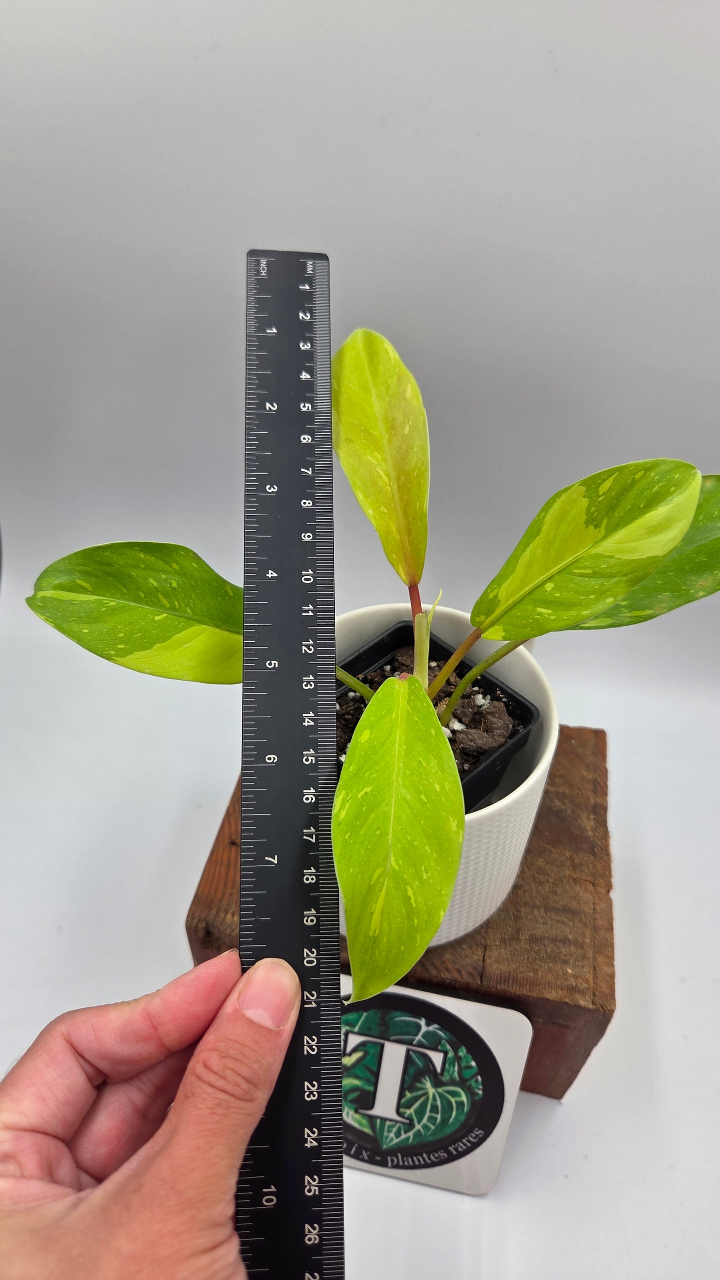 Philodendron Golden Goldness (PHI-1058)