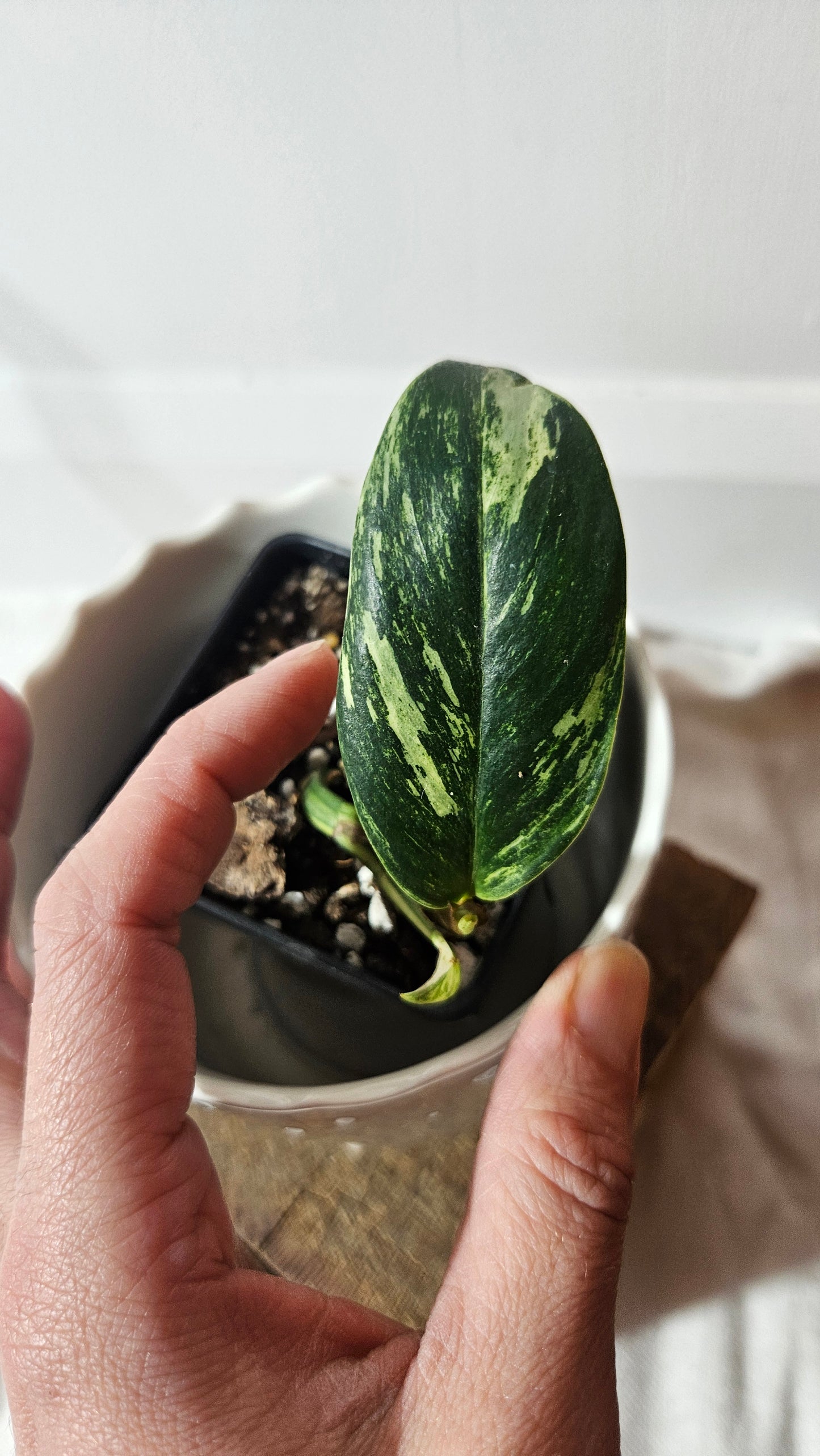 Rhaphidophora Elliptifolia Variegata (AUT-070)