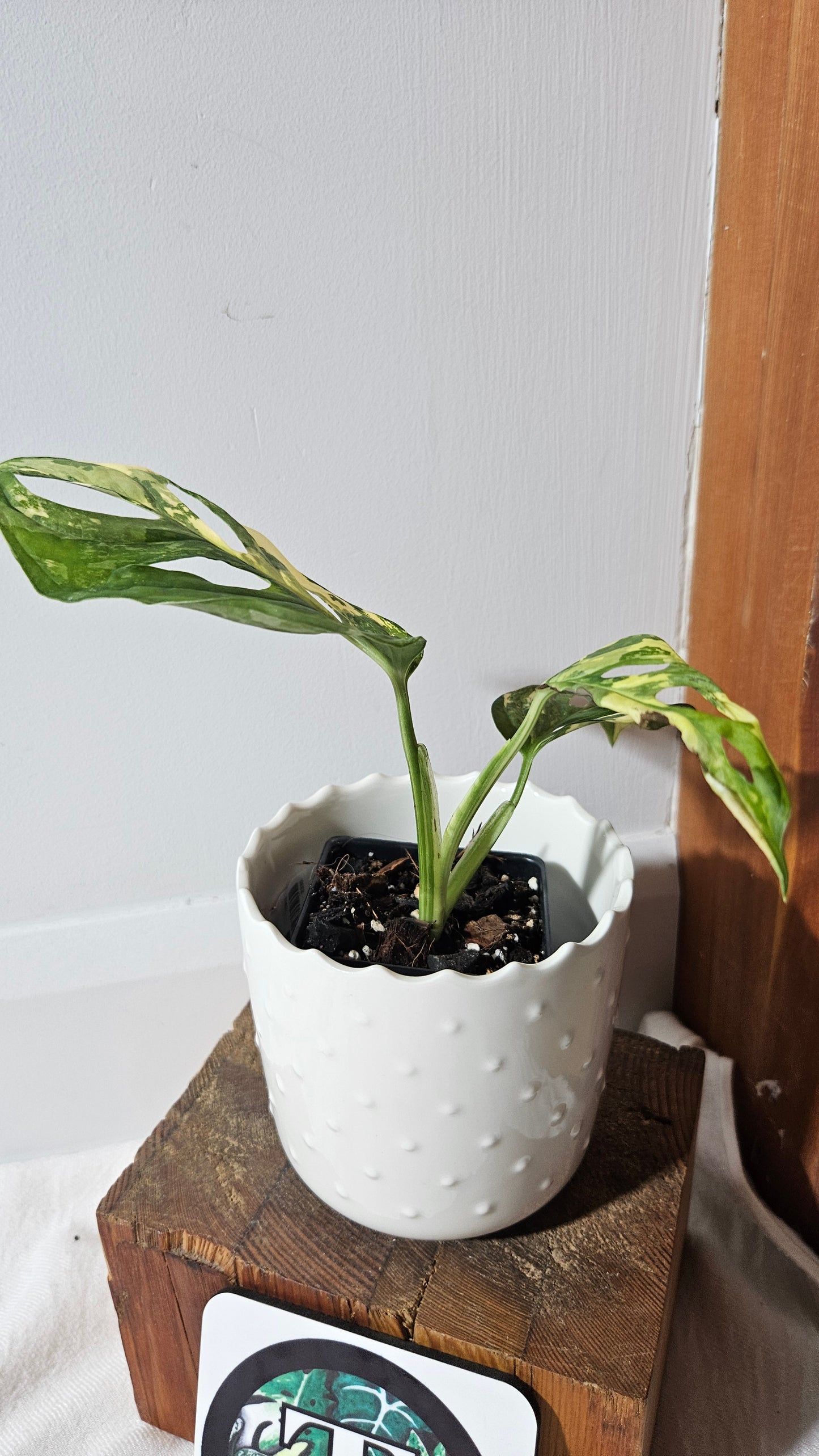 Monstera Andasonii Tricolore (MON-414)