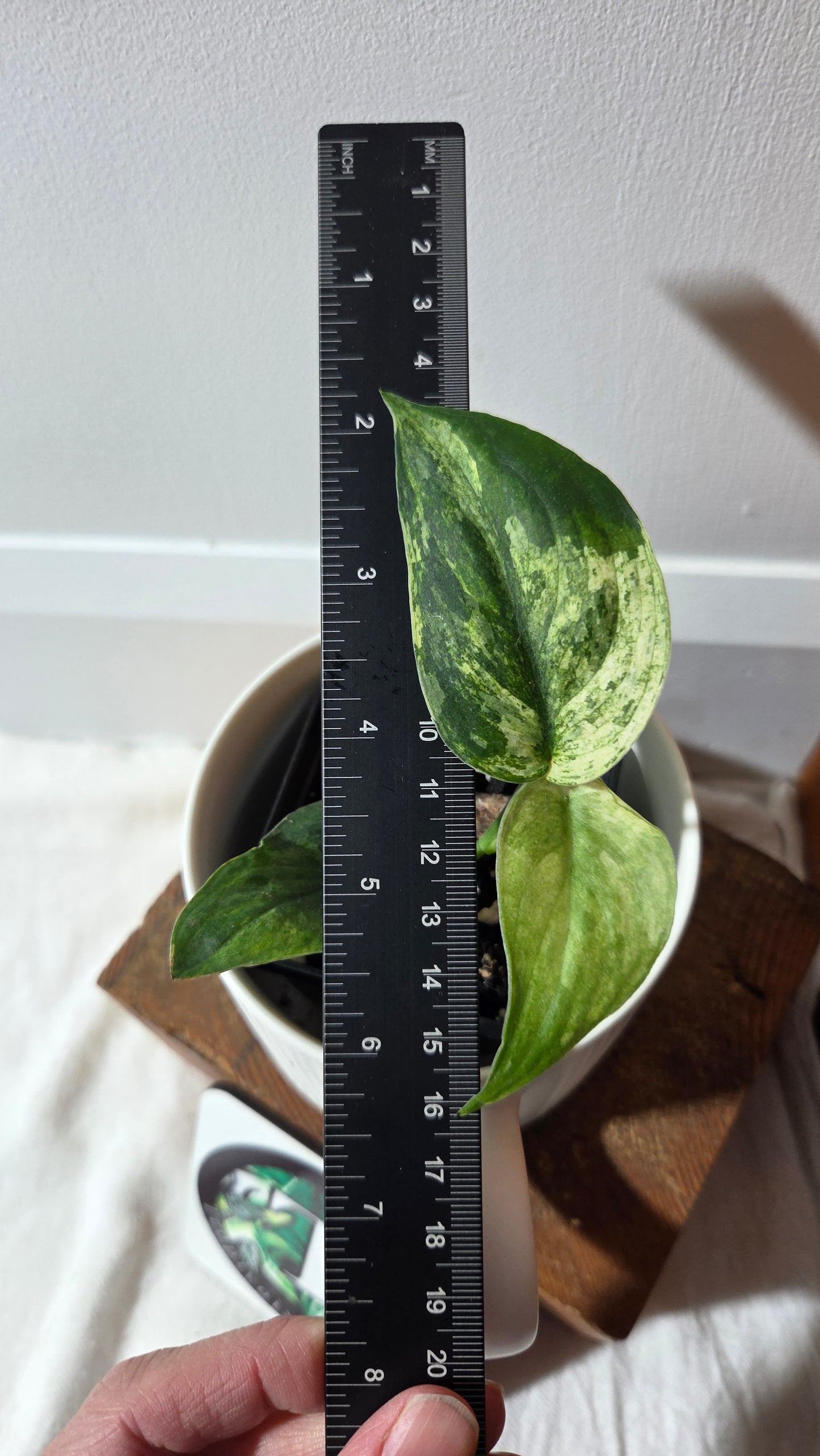 Scindapsus Silver Splash Tricolore (SCI-1368)