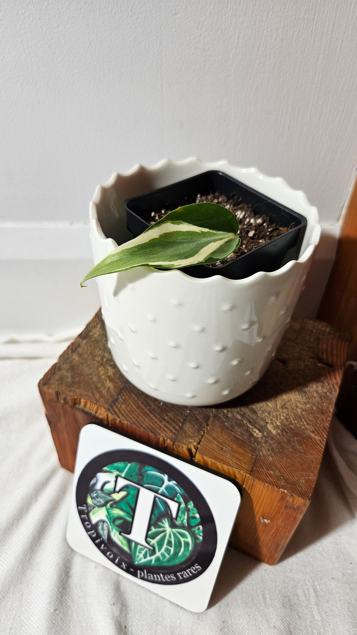 Philodendron Hederaceum Rio (PHI-818)