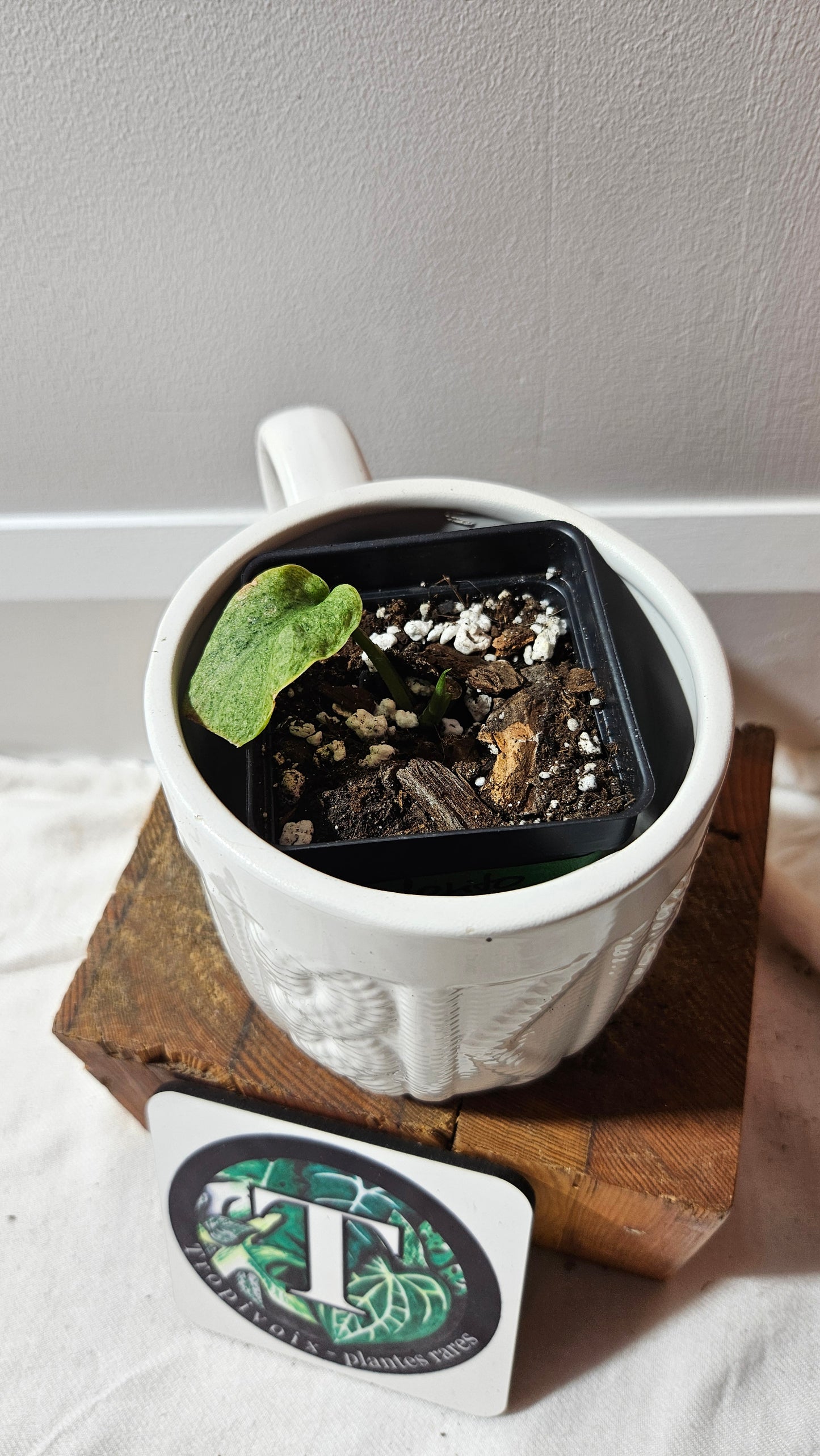 Scindapsus Mojito (SCI-1252)